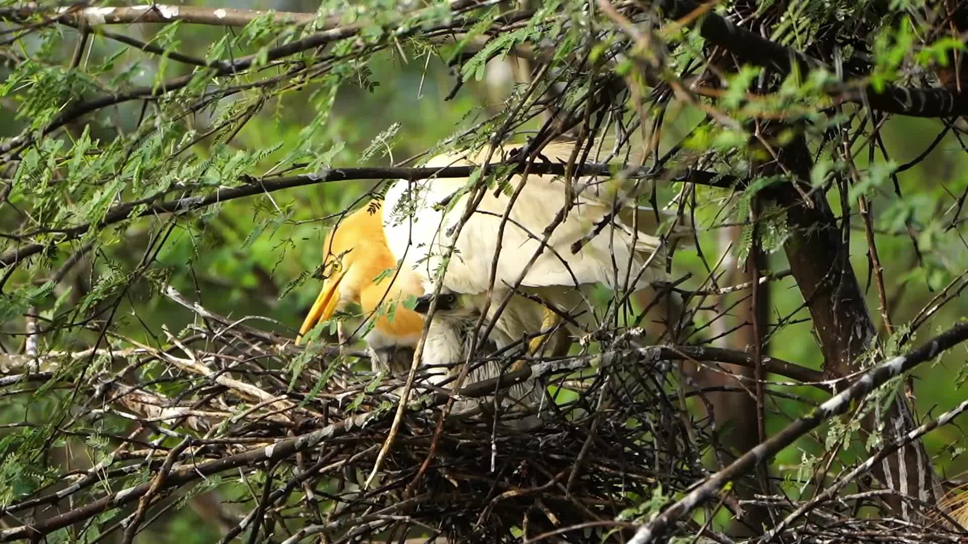 India Wildlife