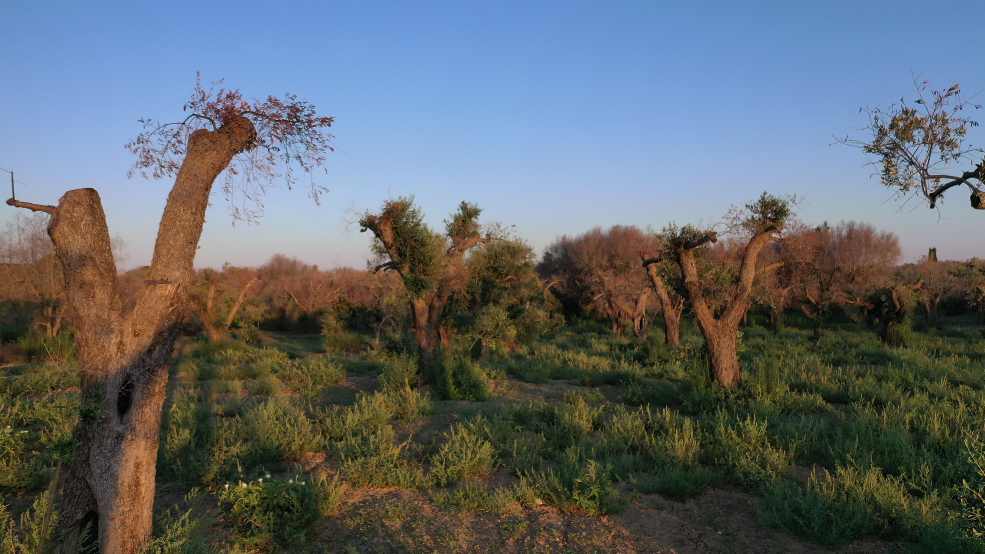 Olives Crisis In Italy Due Bacteria 'Xylella Fastidiosa'