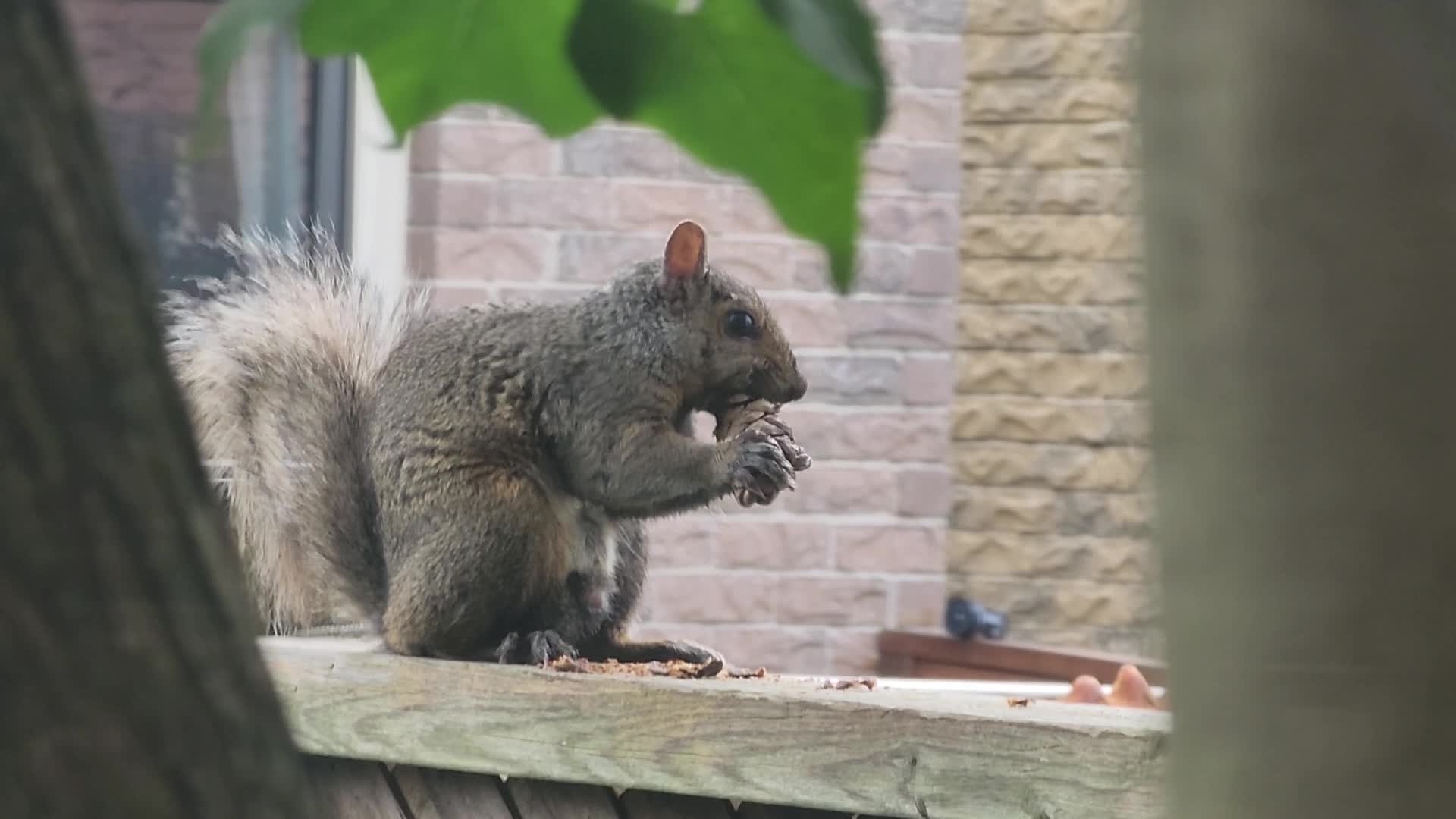 Eastern Gray Squirrel