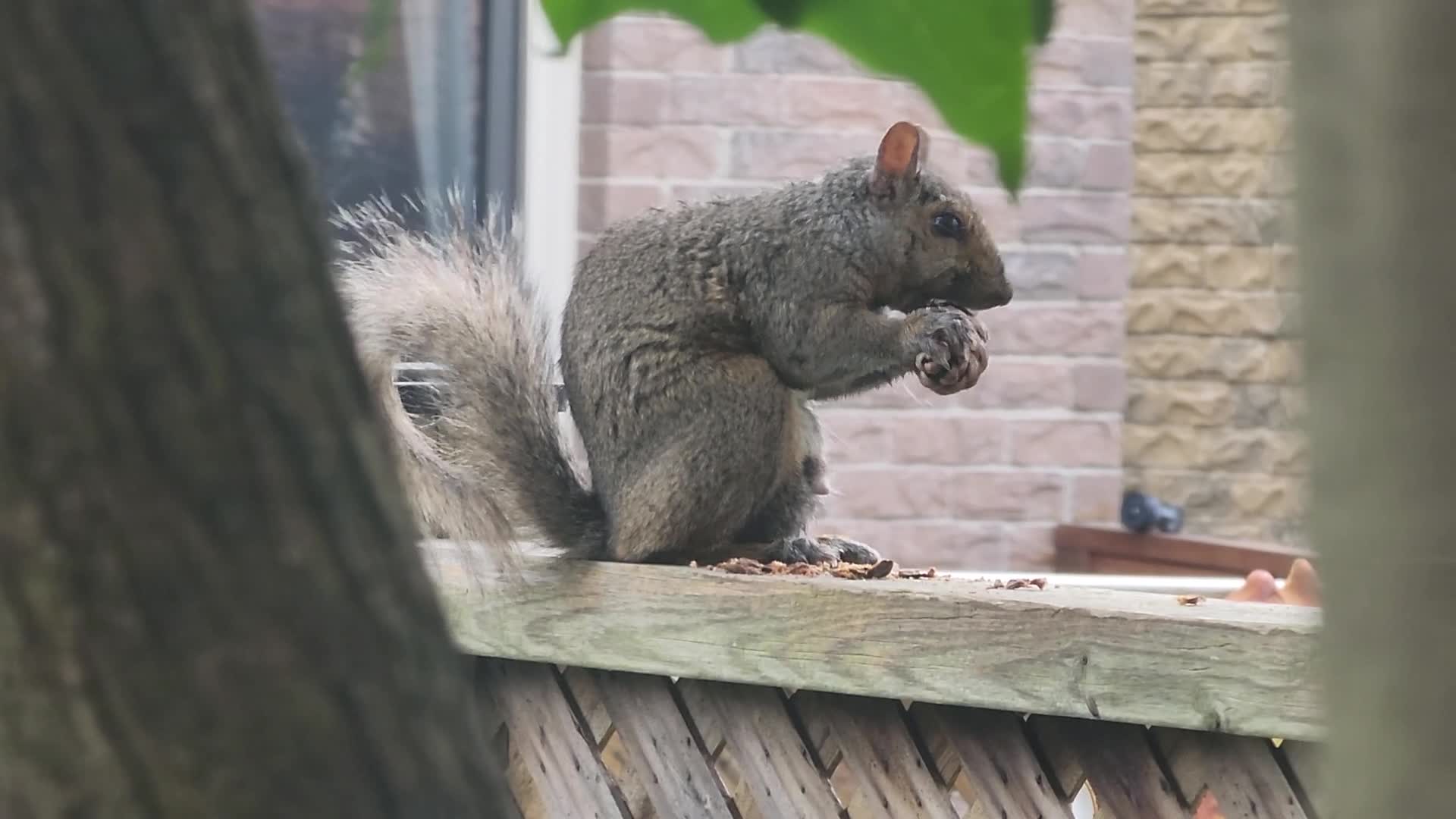 Eastern Gray Squirrel