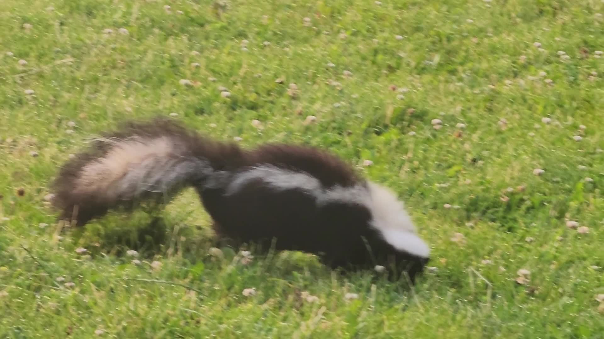Skunk
