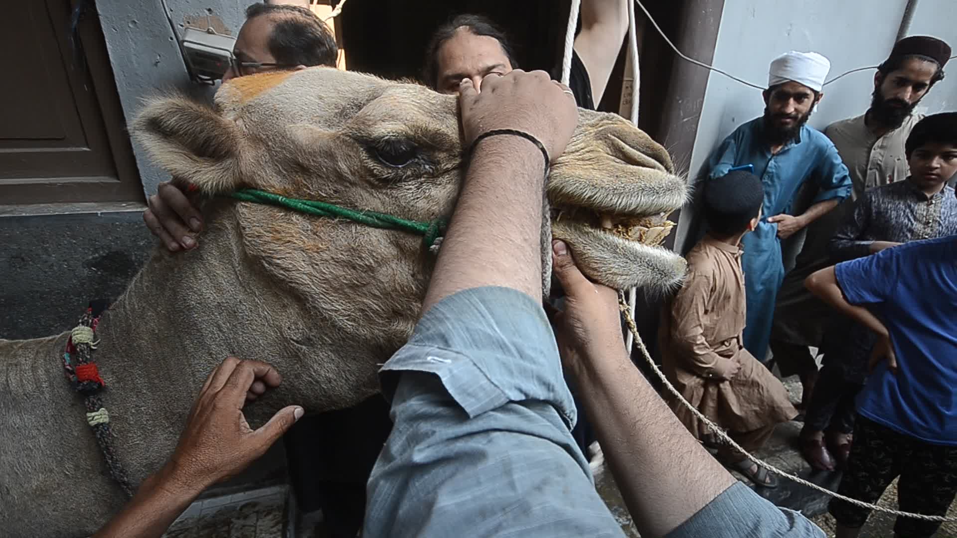 Eid al-Adha festival in Pakistan