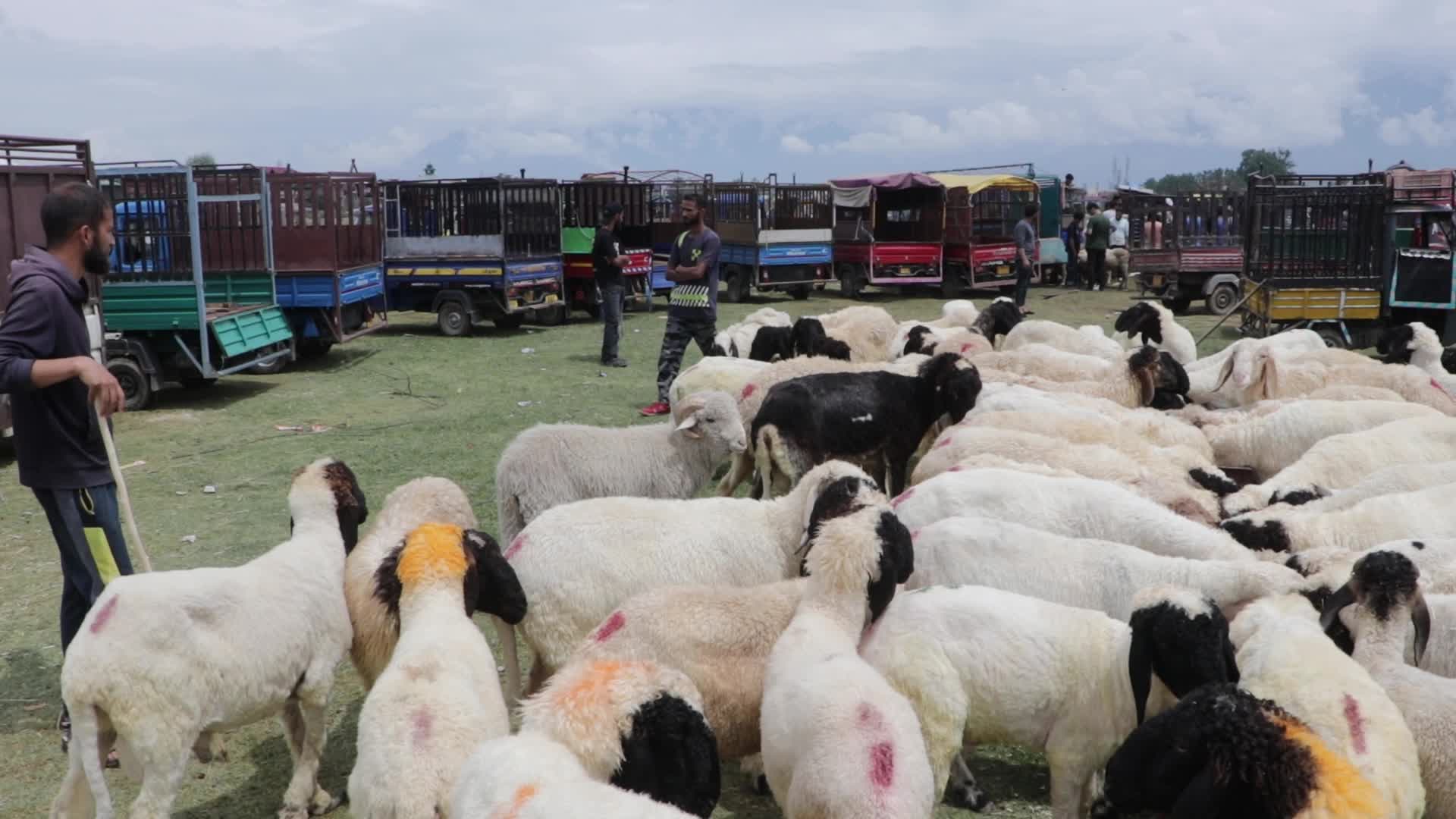 Eid Al-Adha 2023 in Kashmir