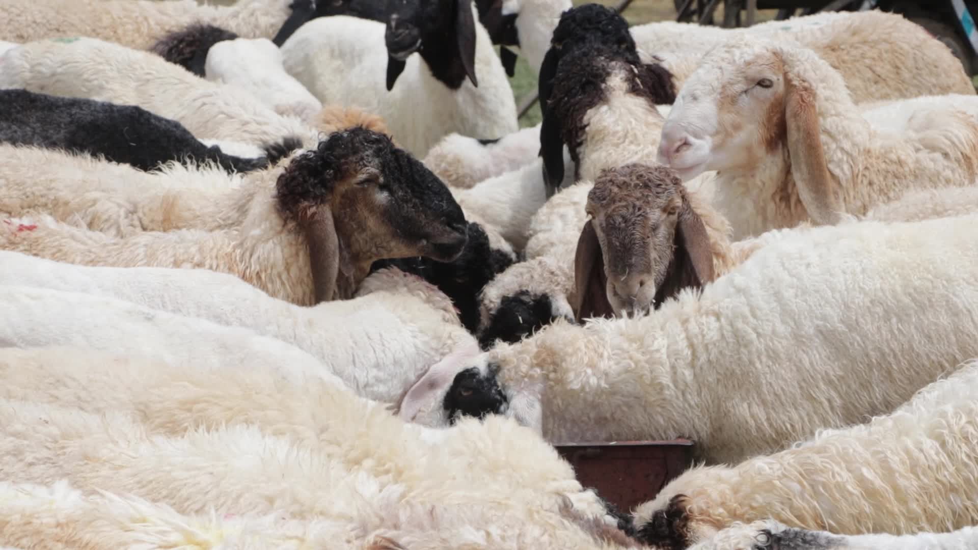 Eid Al-Adha 2023 in Kashmir