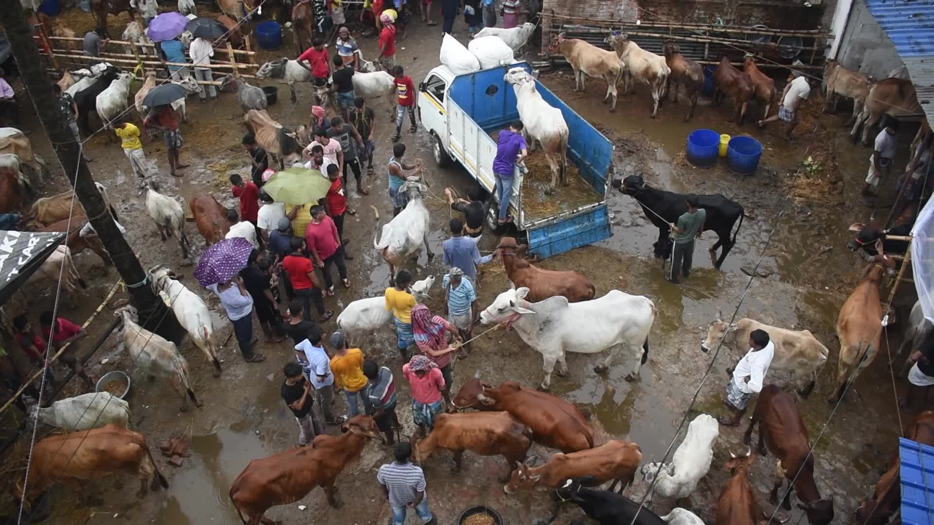 Livestock market ahead of the Muslim festival of Eid al-Adha on the outskirts of Kolkata, India