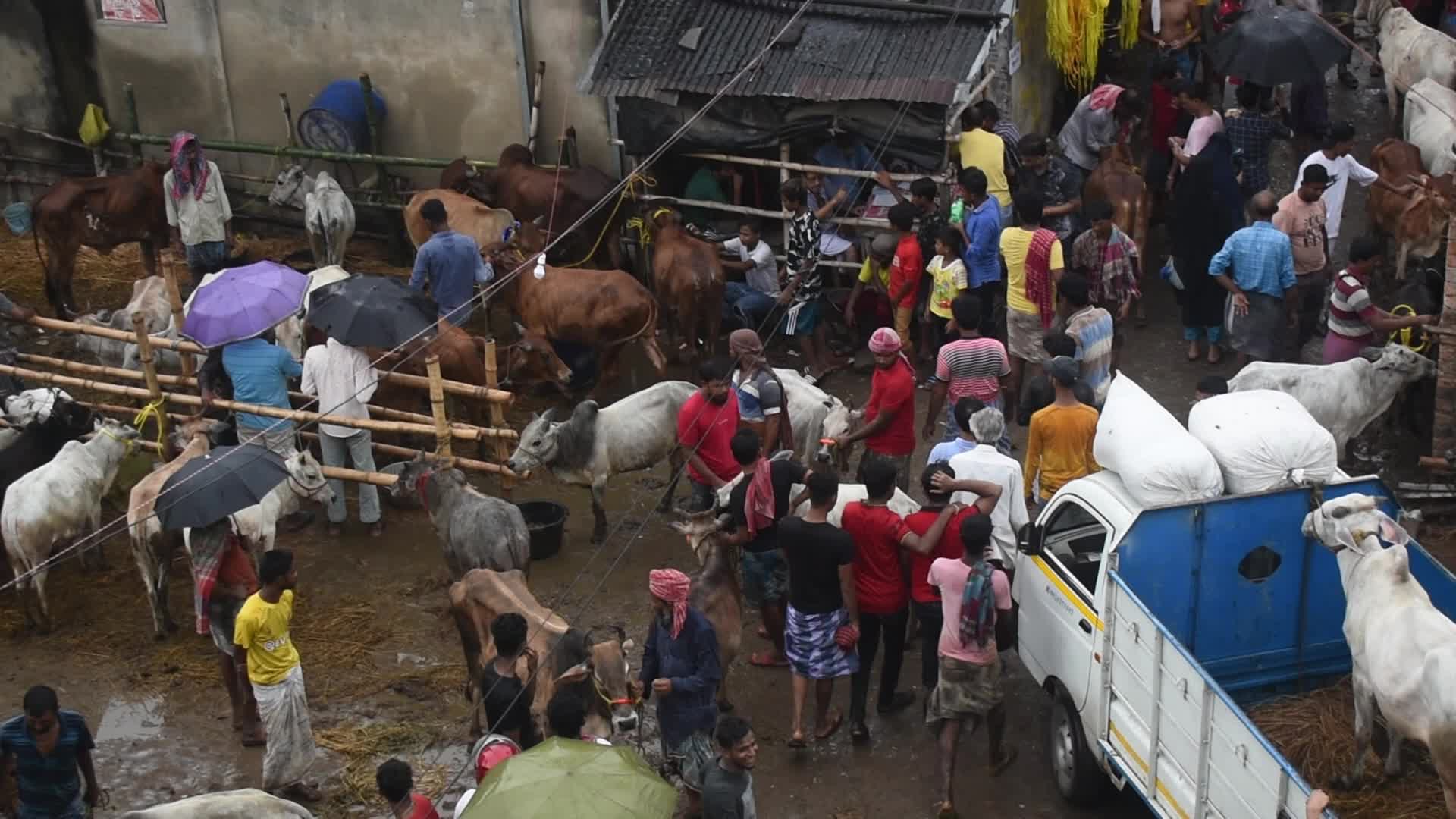 Livestock market ahead of the Muslim festival of Eid al-Adha on the outskirts of Kolkata, India