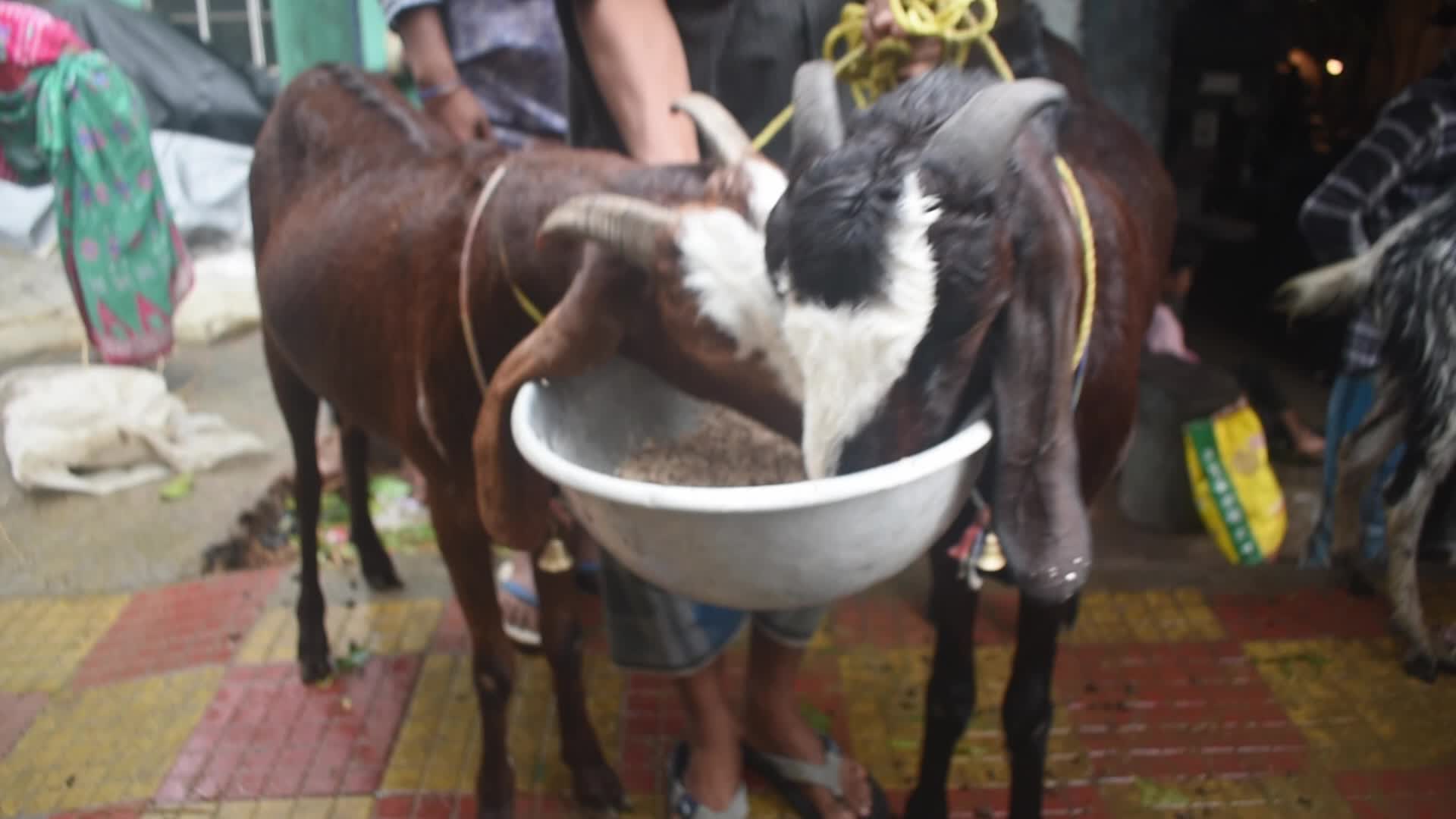 Livestock market ahead of the Muslim festival of Eid al-Adha on the outskirts of Kolkata, India