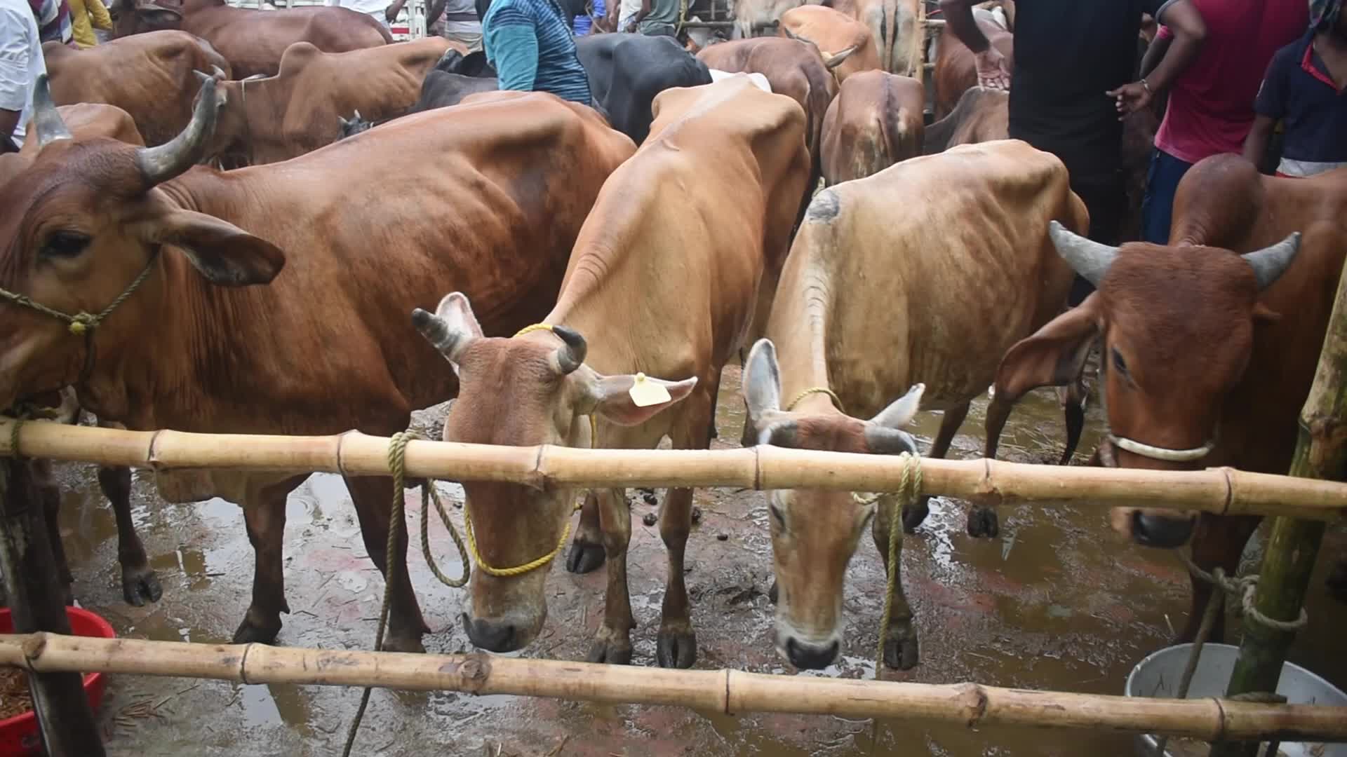 Livestock market ahead of the Muslim festival of Eid al-Adha on the outskirts of Kolkata, India