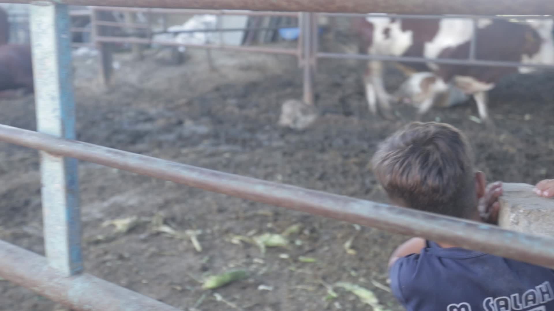 Eid Al Adha In Gaza