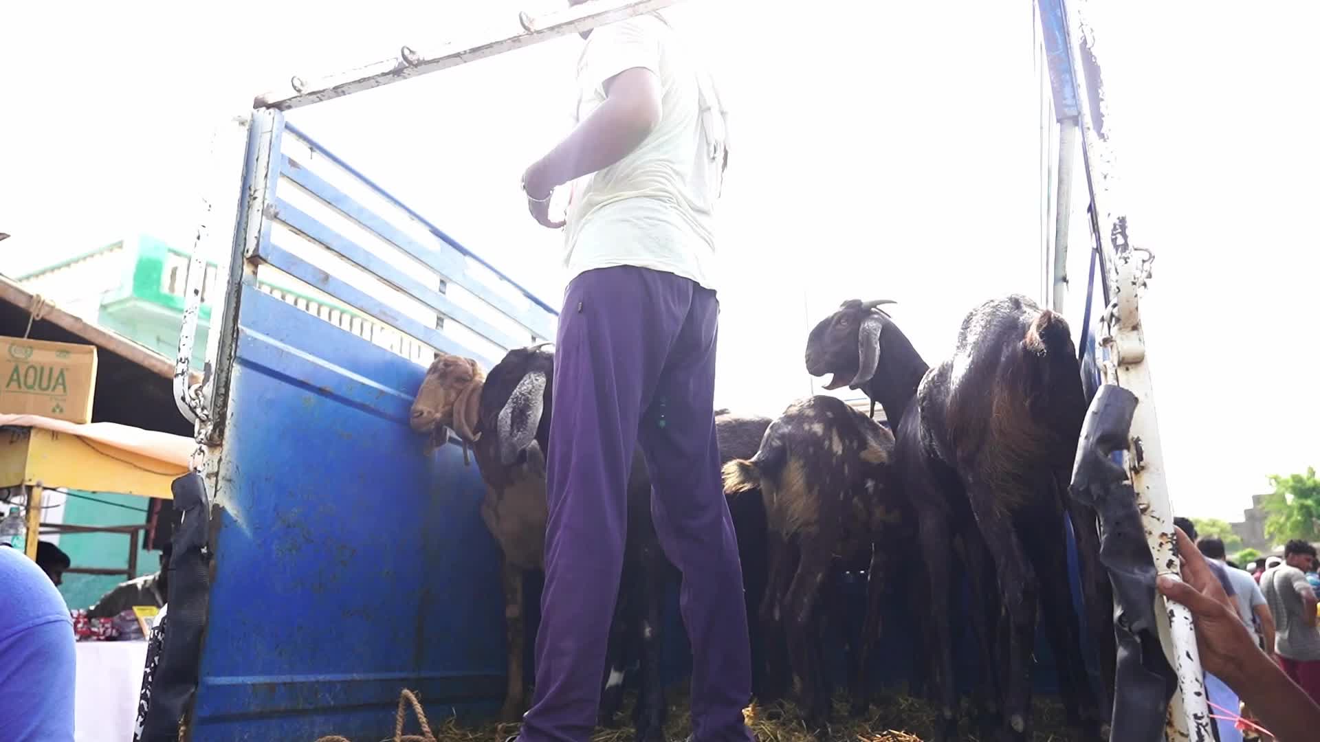 Livestock Market Ahead Eid Al-Adha In India