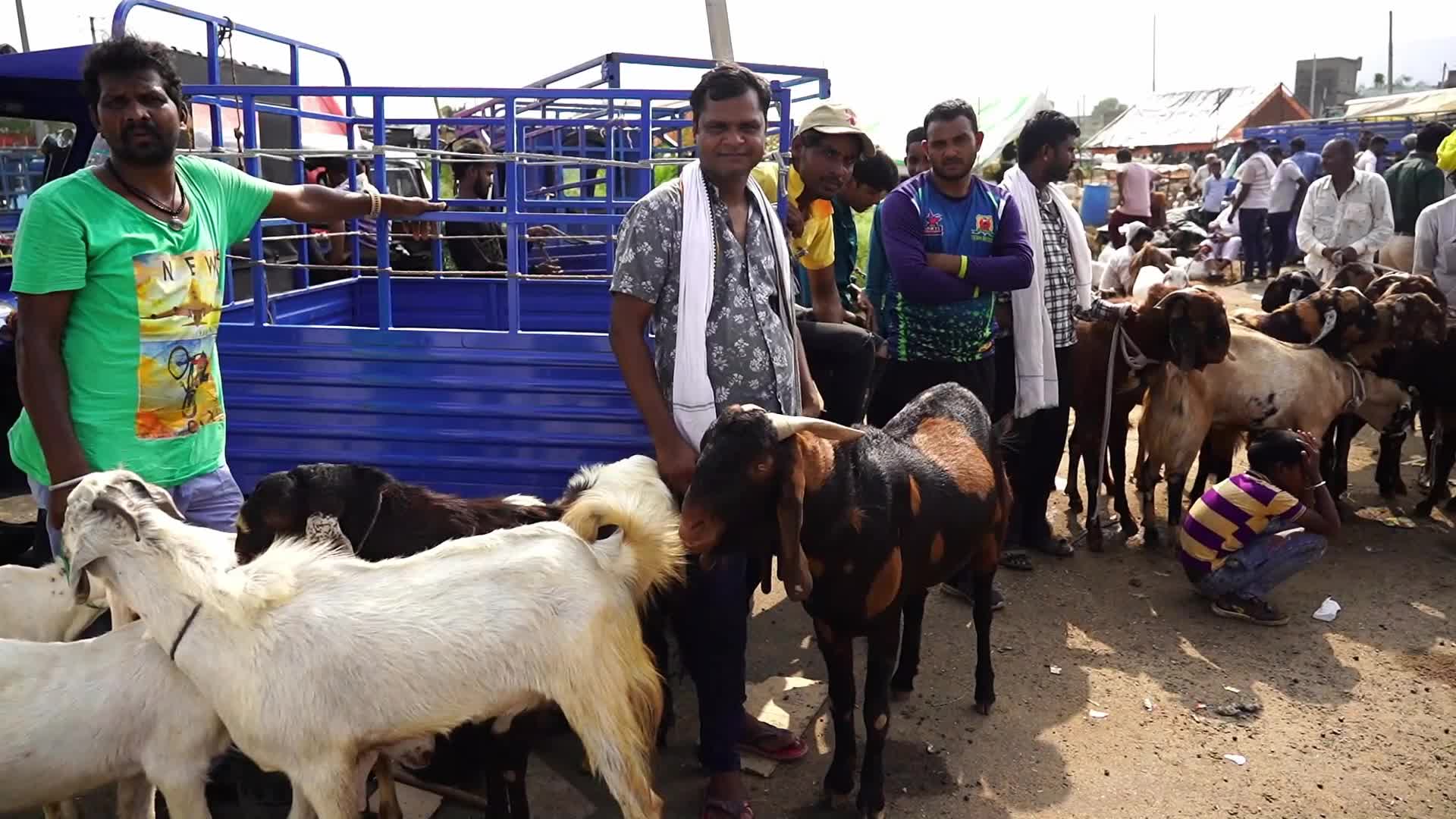 Livestock Market Ahead Eid Al-Adha In India