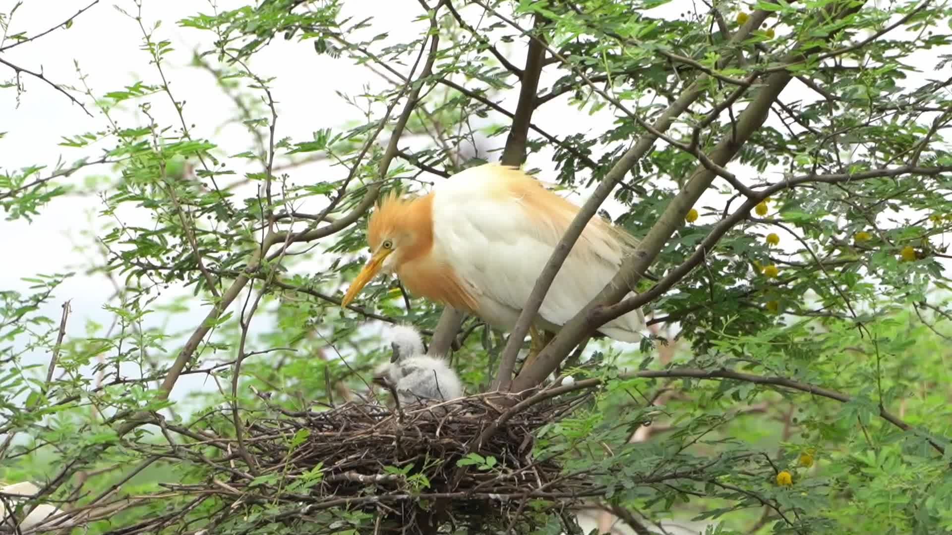 Egret feeds her new born chicks