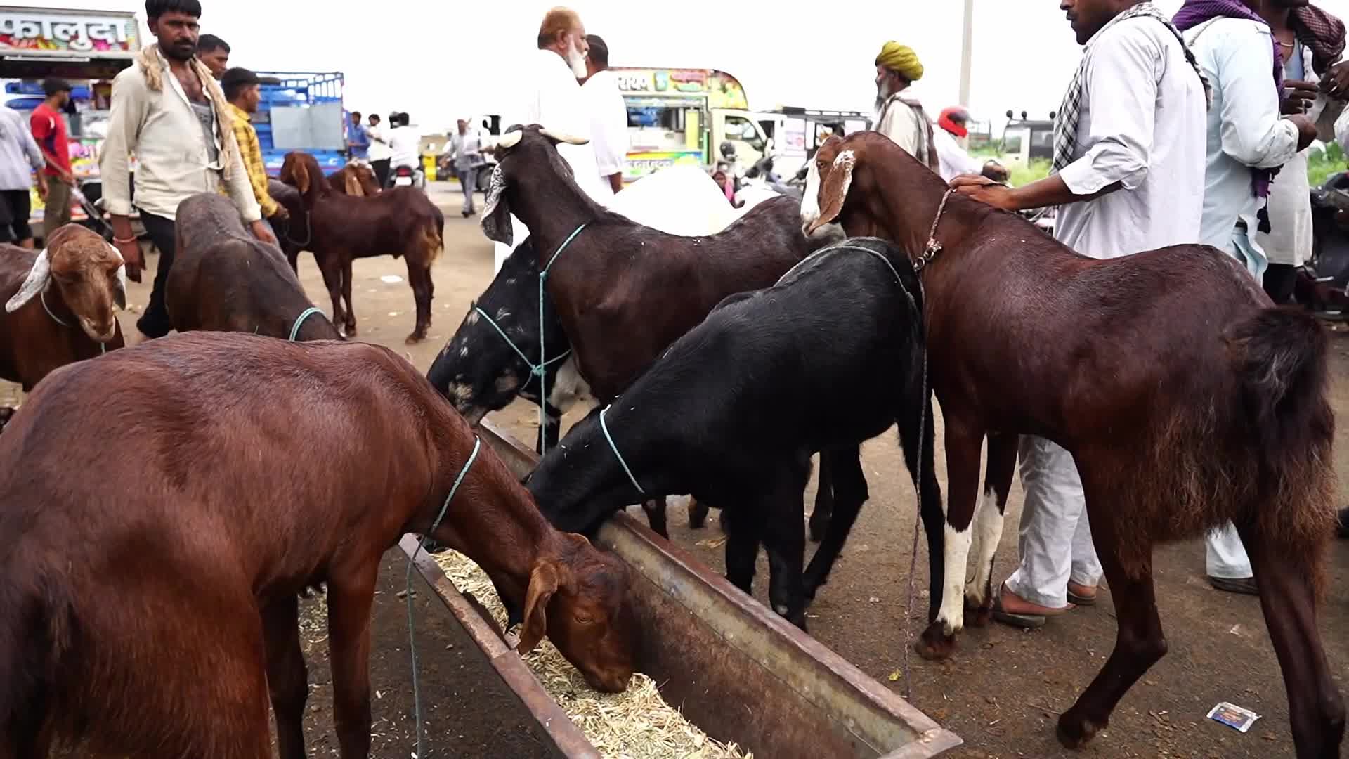 Livestock Market Ahead Eid Al-Adha In India
