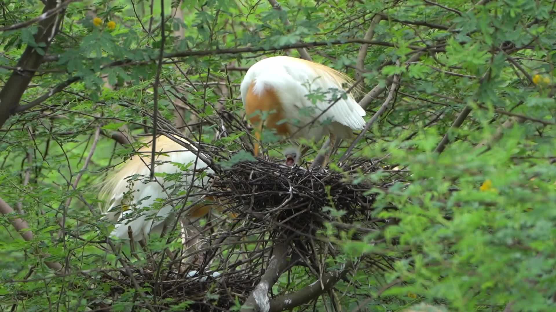 Egret feeds her new born chicks