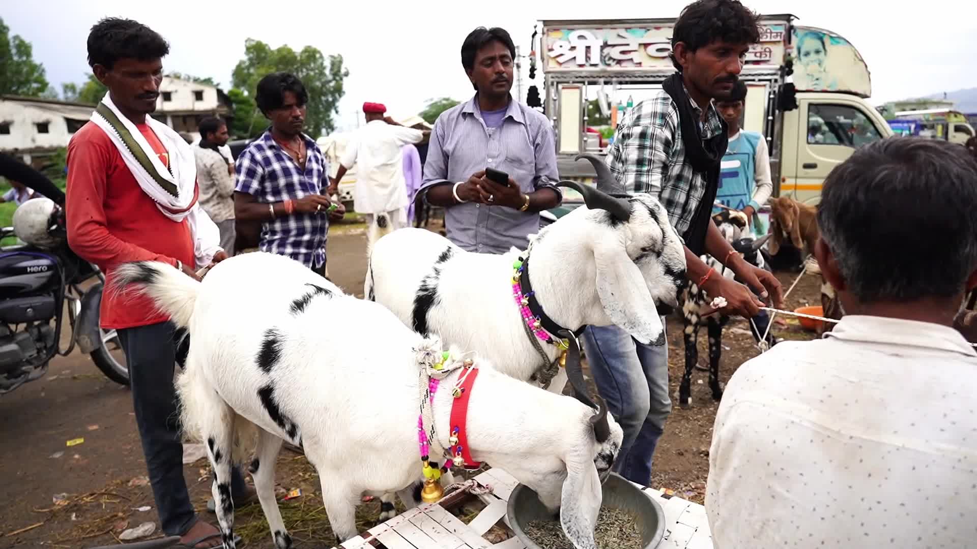 Livestock Market Ahead Eid Al-Adha In India