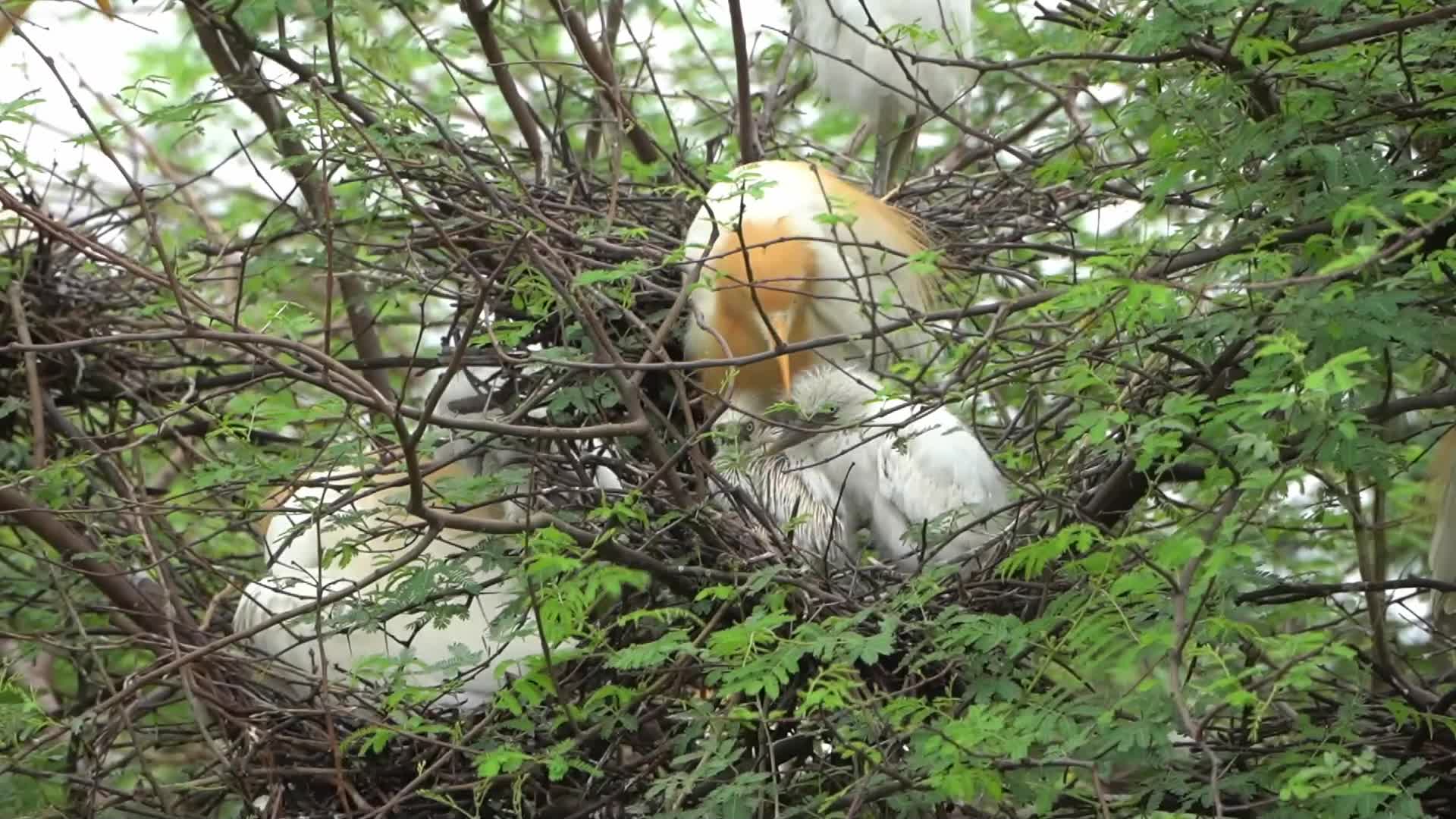 Egret feeds her new born chicks
