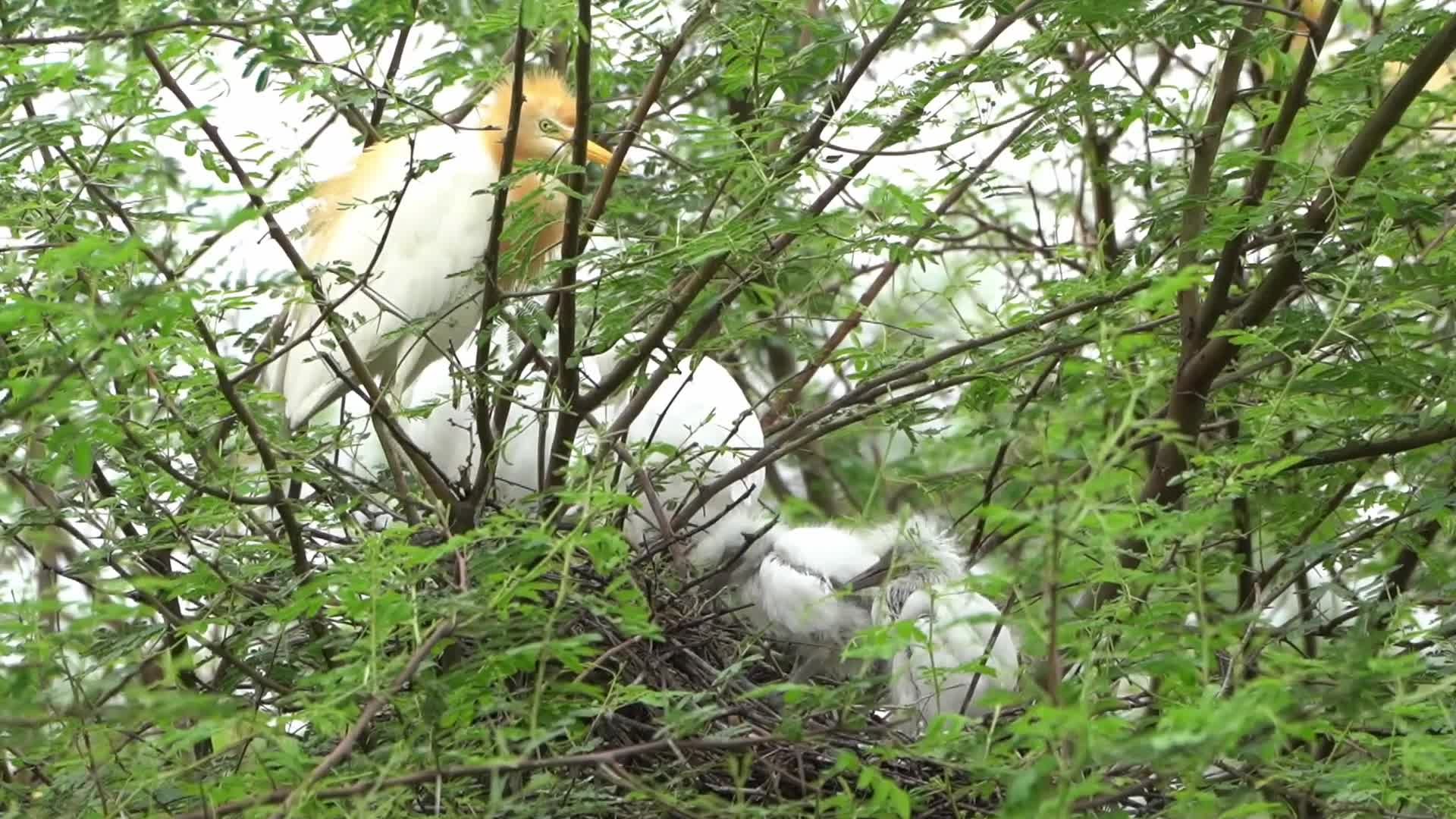 Egret feeds her new born chicks