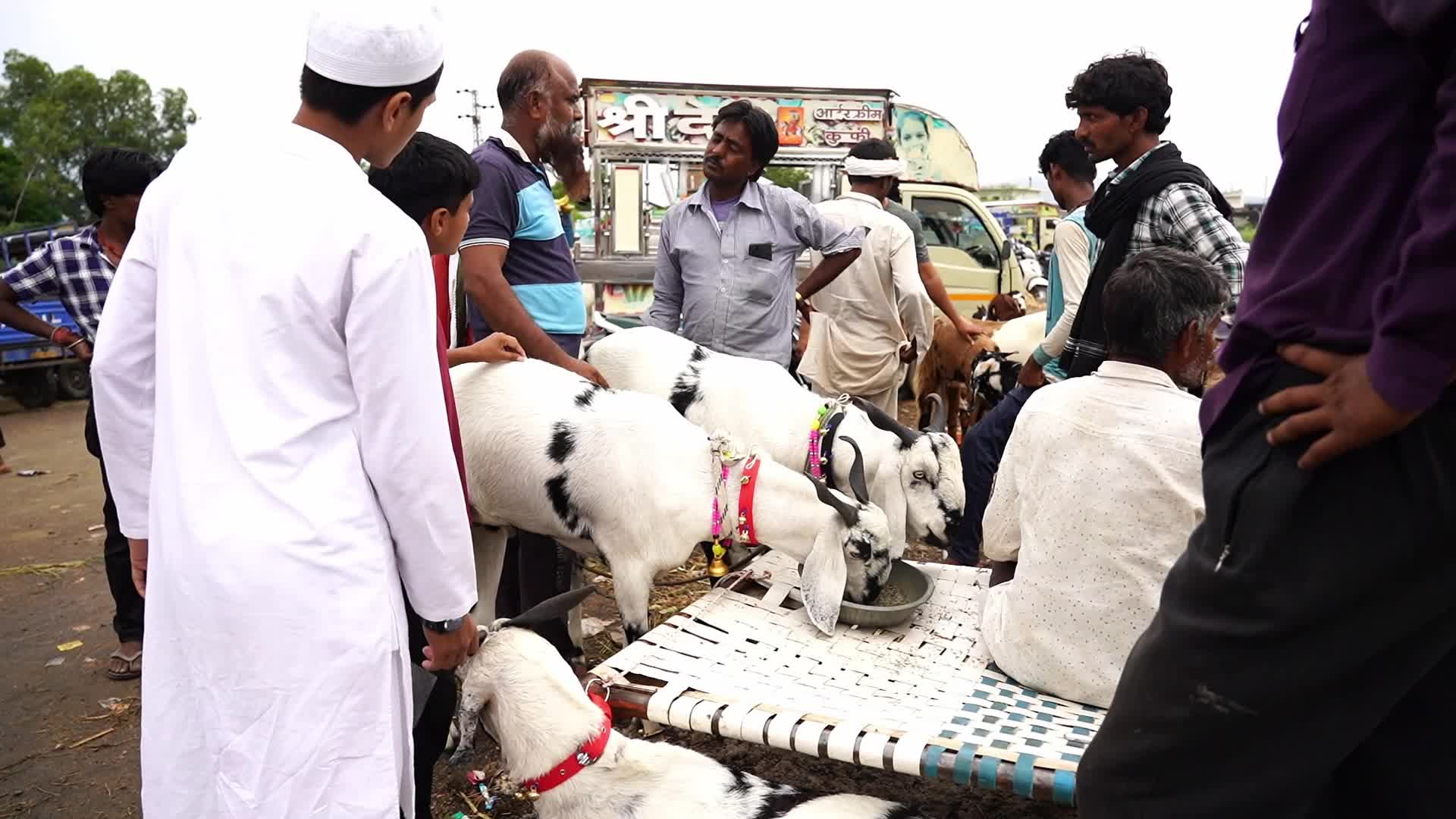 Livestock Market Ahead Eid Al-Adha In India