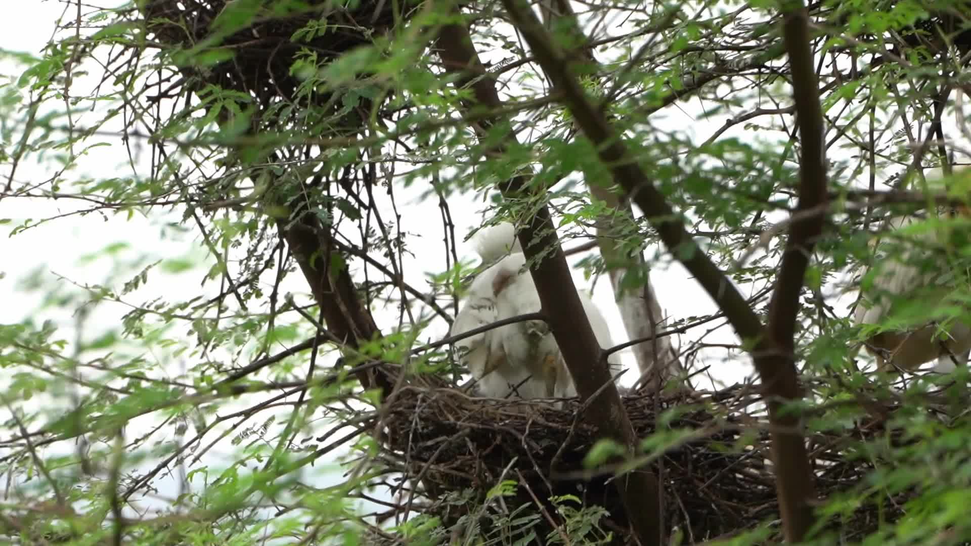 Egret feeds her new born chicks