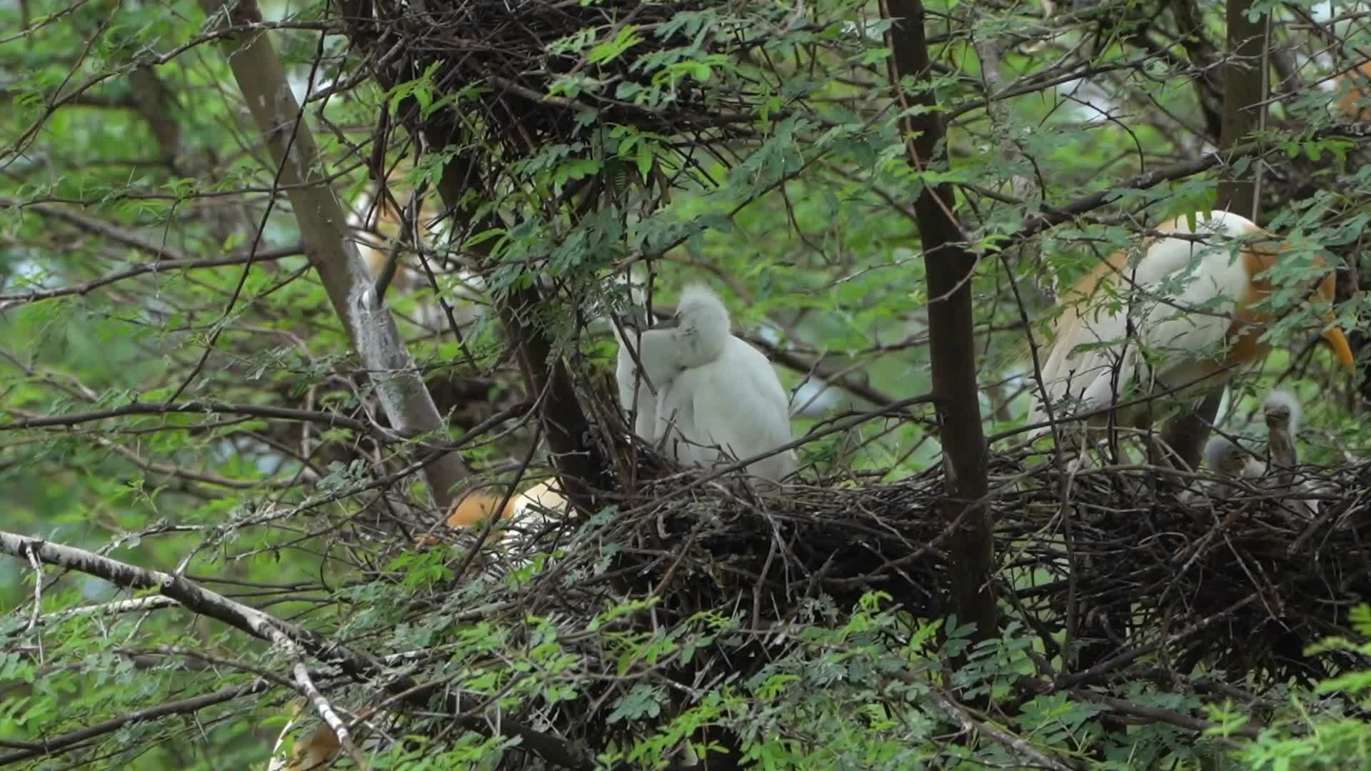 Egret feeds her new born chicks