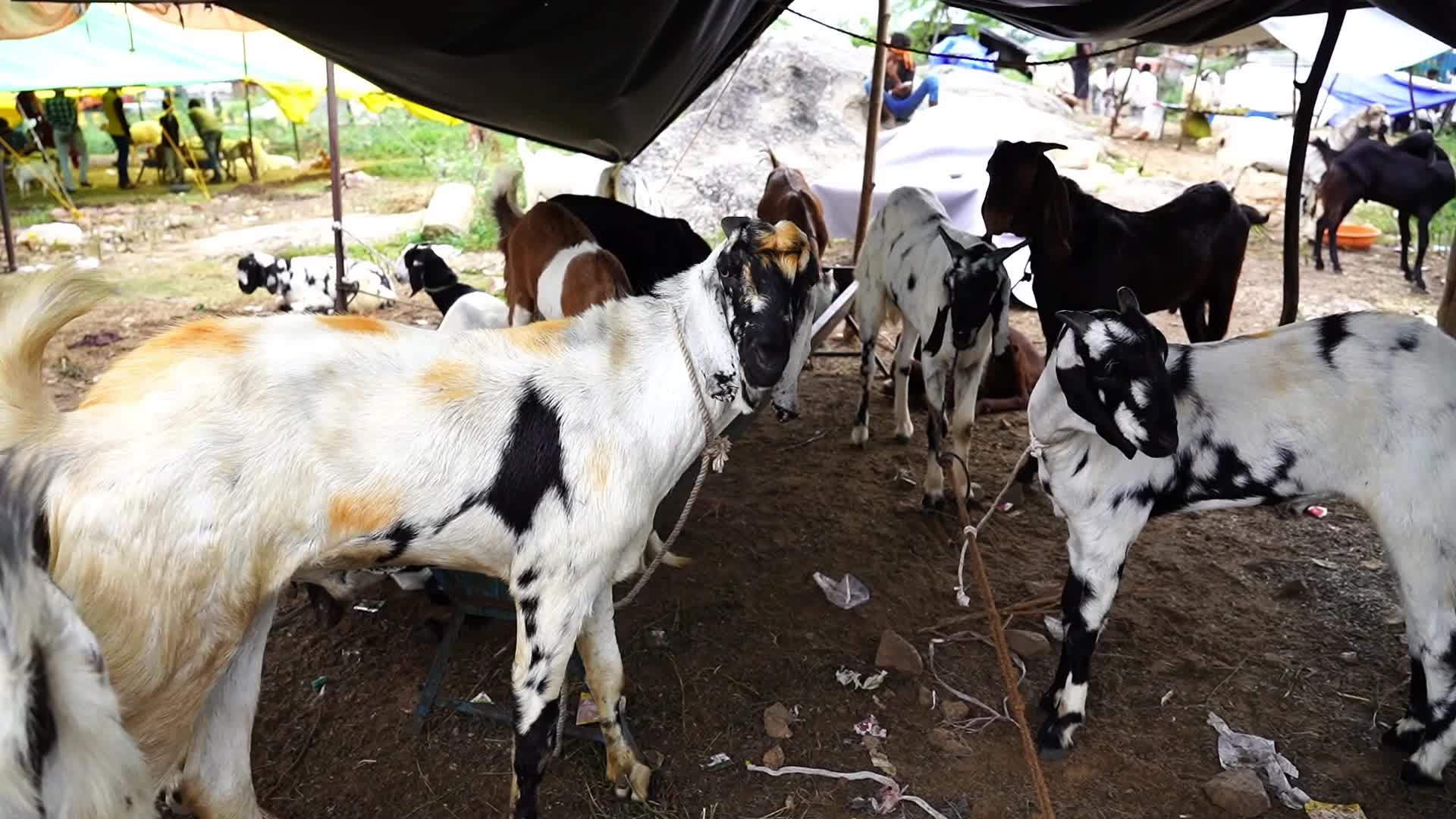 Livestock Market Ahead Eid Al-Adha In India
