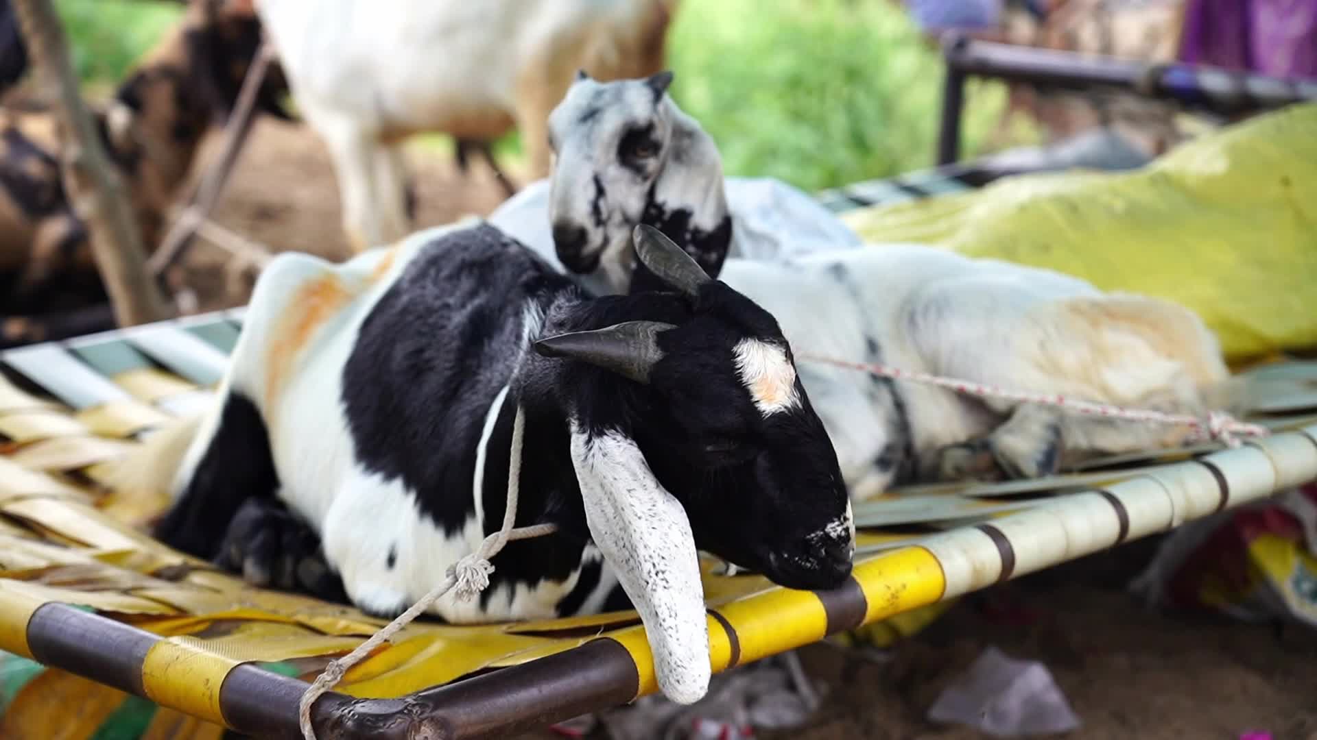 Livestock Market Ahead Eid Al-Adha In India