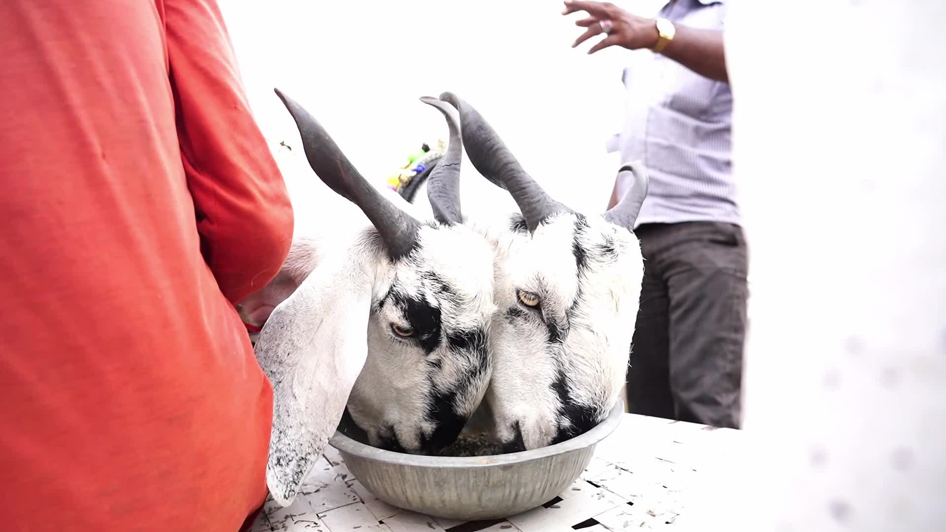 Livestock Market Ahead Eid Al-Adha In India
