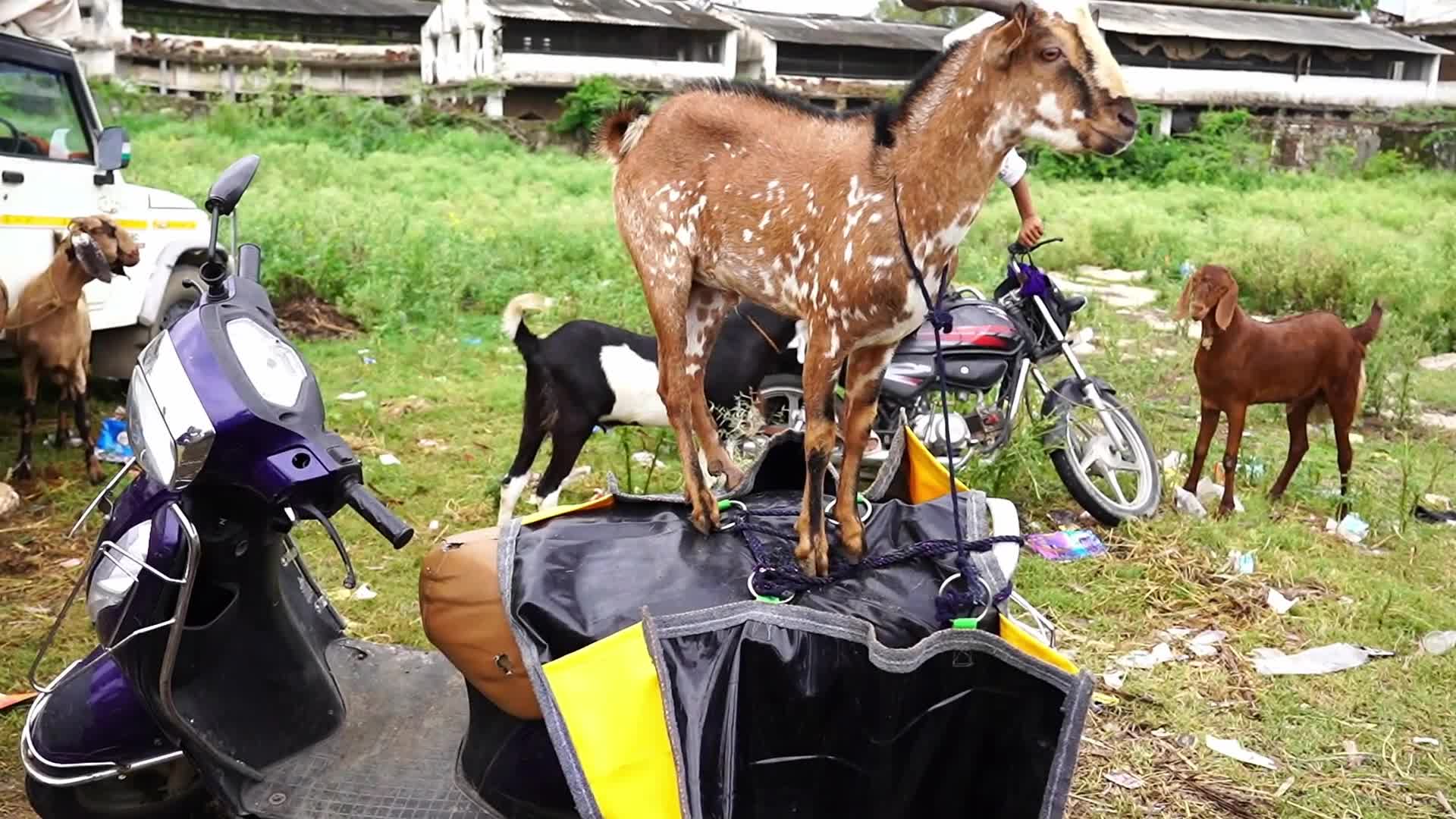 Livestock Market Ahead Eid Al-Adha In India