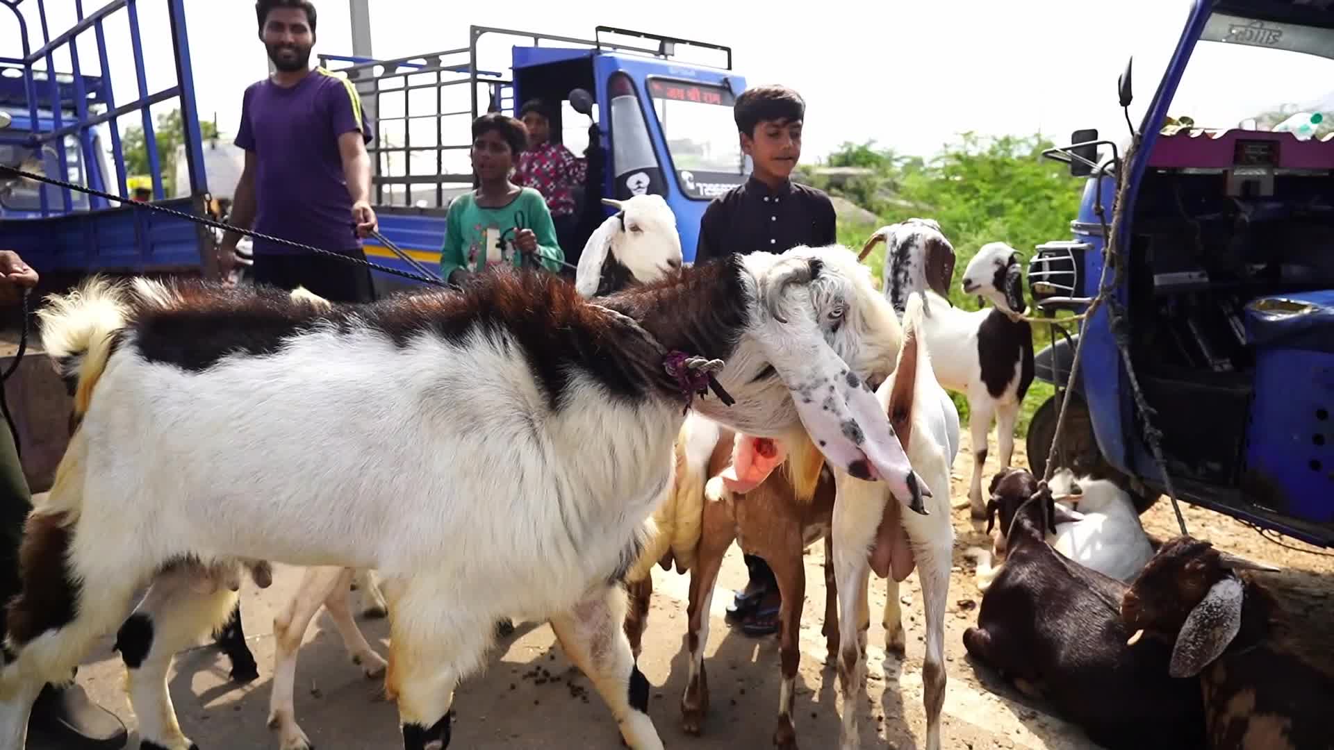 Livestock Market Ahead Eid Al-Adha In India