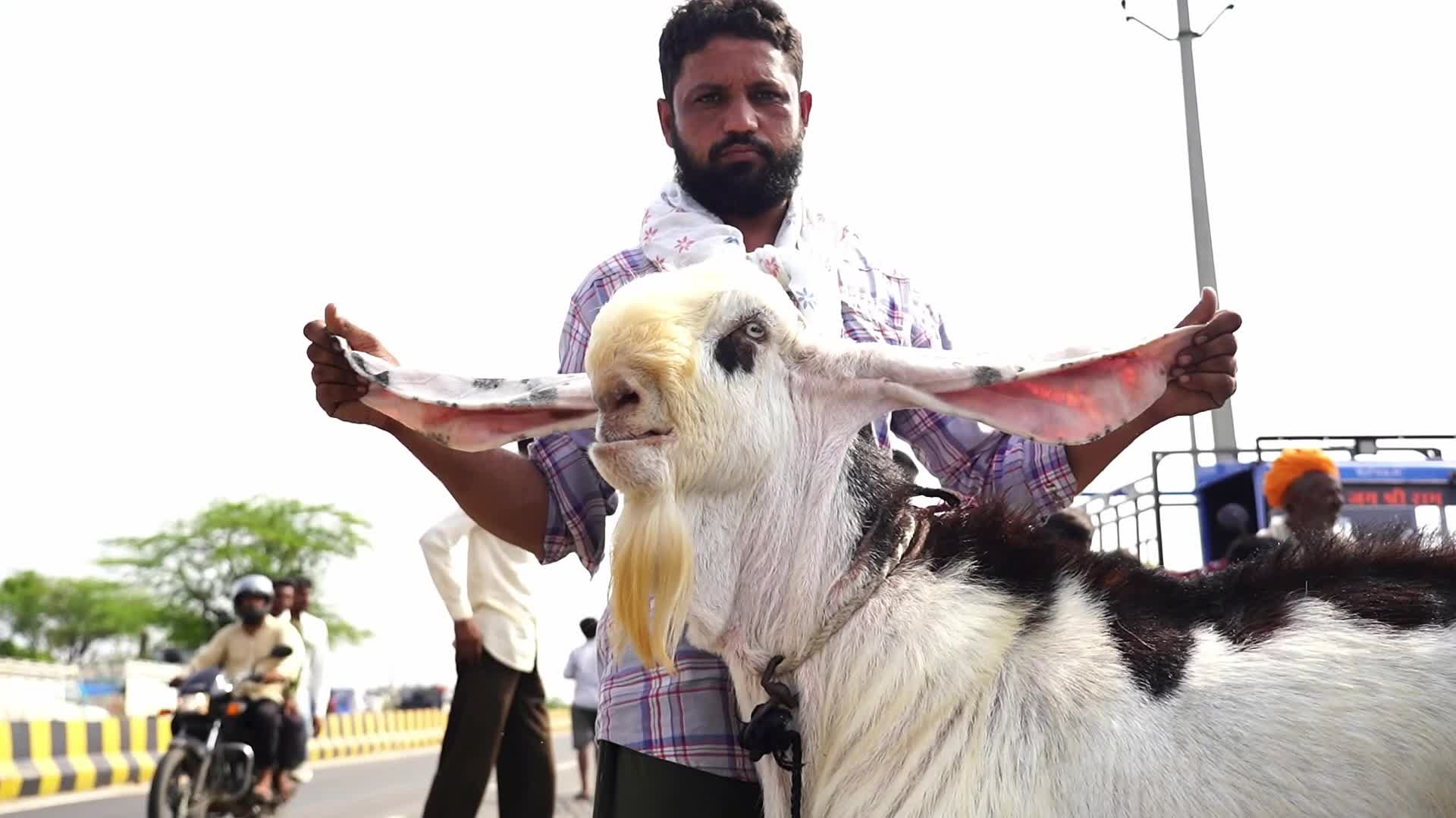 Livestock Market Ahead Eid Al-Adha In India
