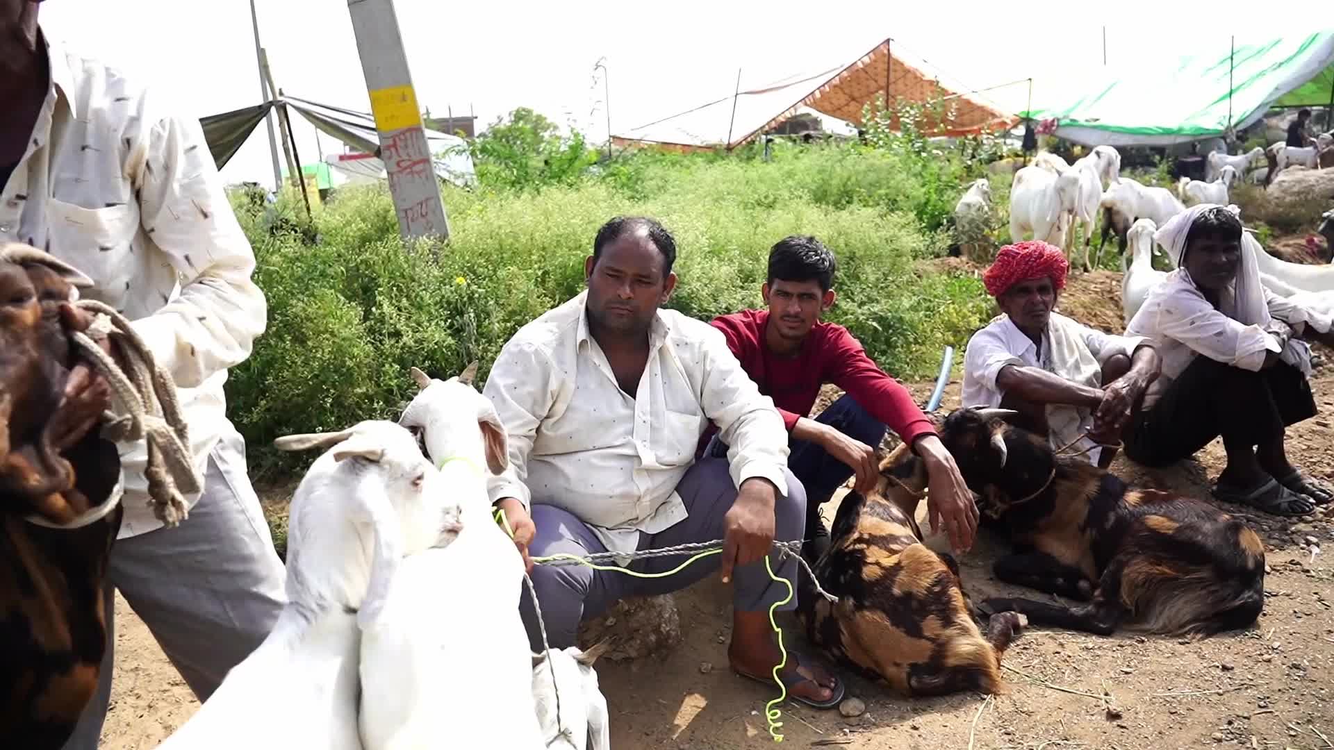 Livestock Market Ahead Eid Al-Adha In India