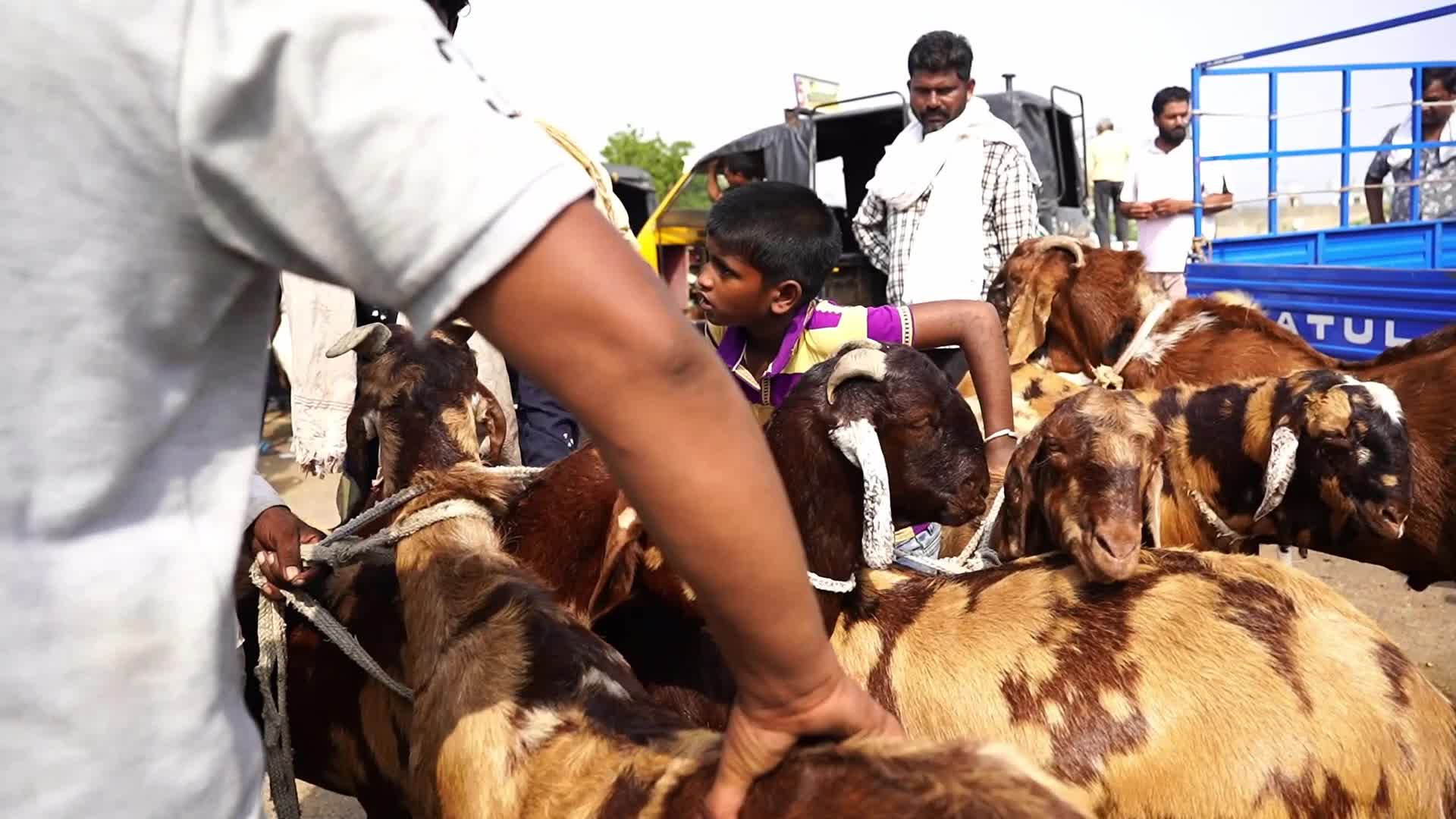 Livestock Market Ahead Eid Al-Adha In India