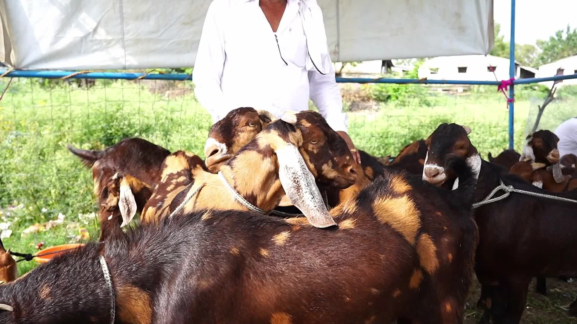 Livestock Market Ahead Eid Al-Adha In India