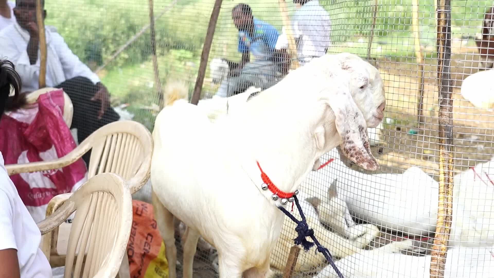 Livestock Market Ahead Eid Al-Adha In India