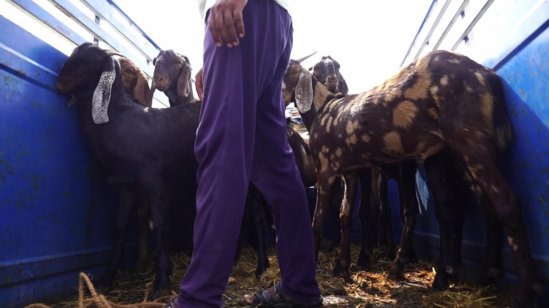 Livestock Market Ahead Eid Al-Adha In India