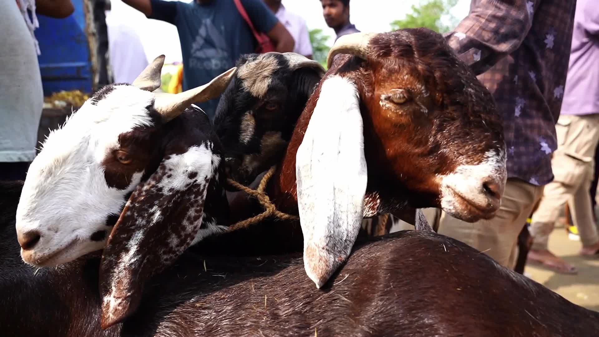 Livestock Market Ahead Eid Al-Adha In India