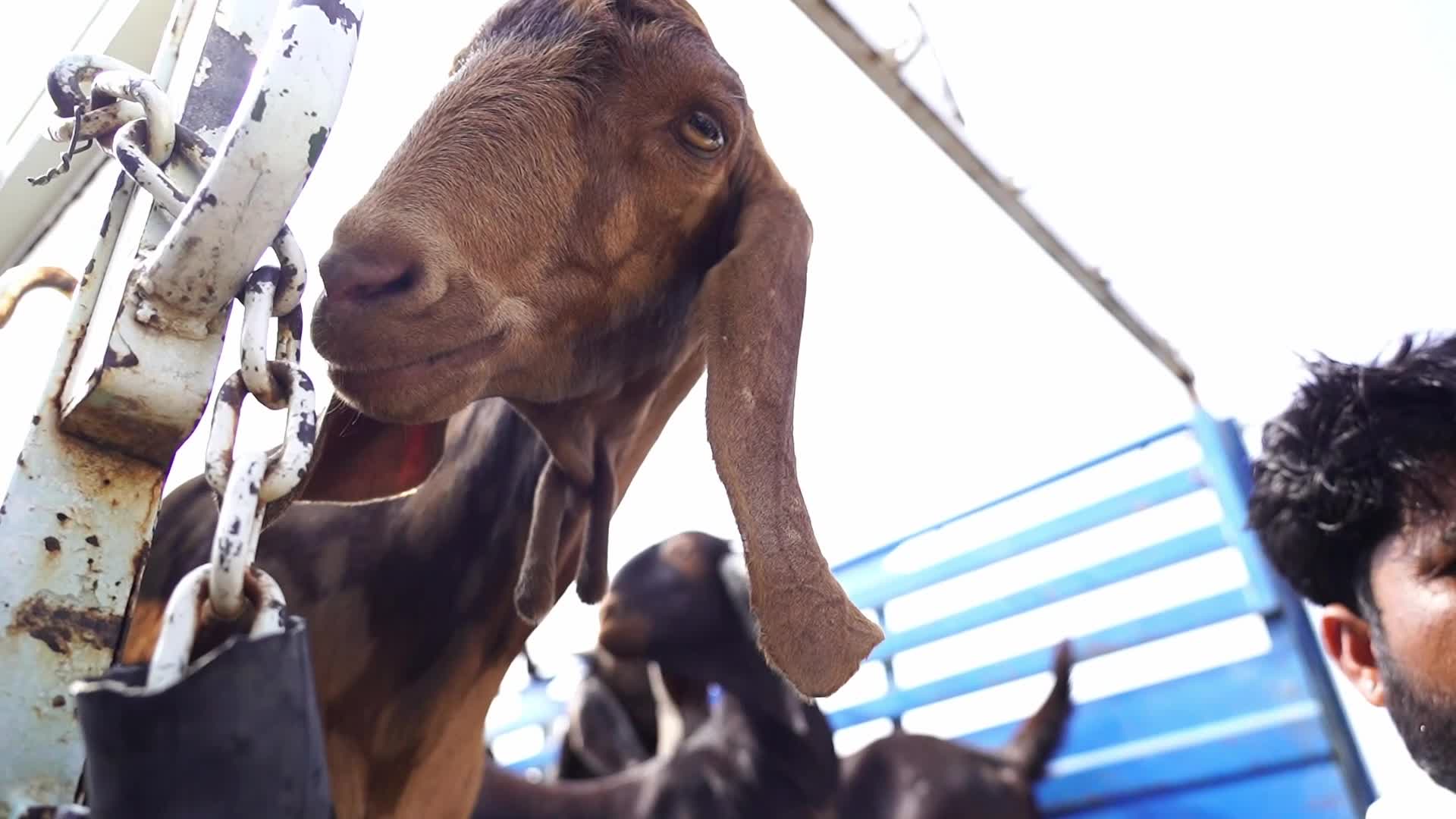 Livestock Market Ahead Eid Al-Adha In India