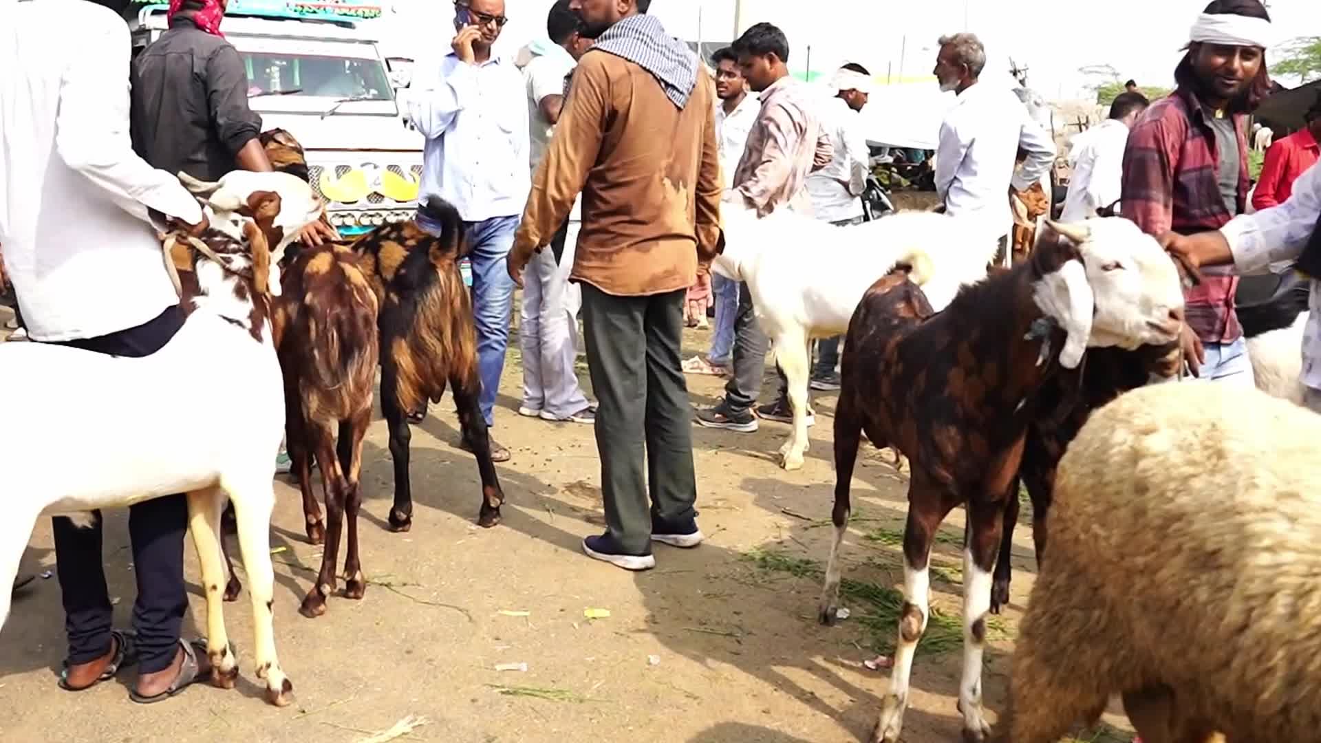 Livestock Market Ahead Eid Al-Adha In India
