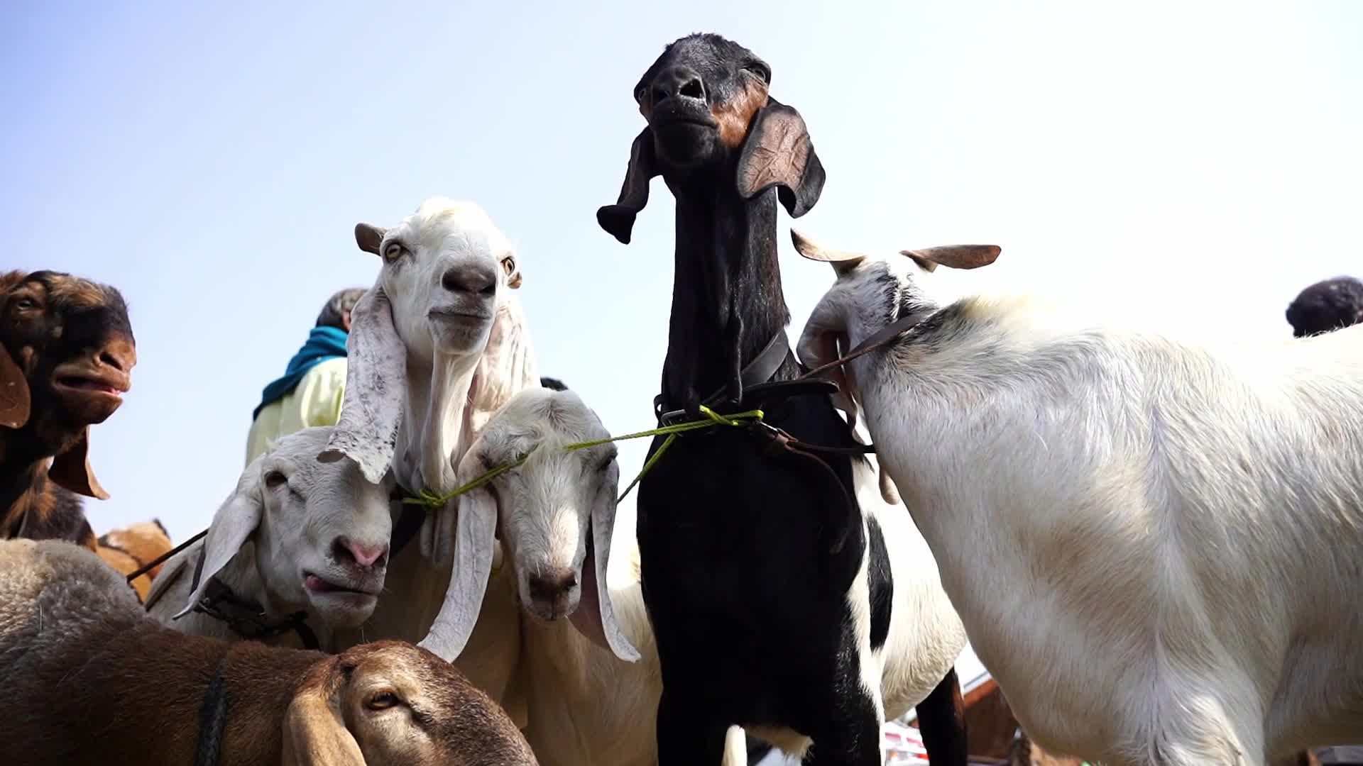 Livestock Market Ahead Eid Al-Adha In India