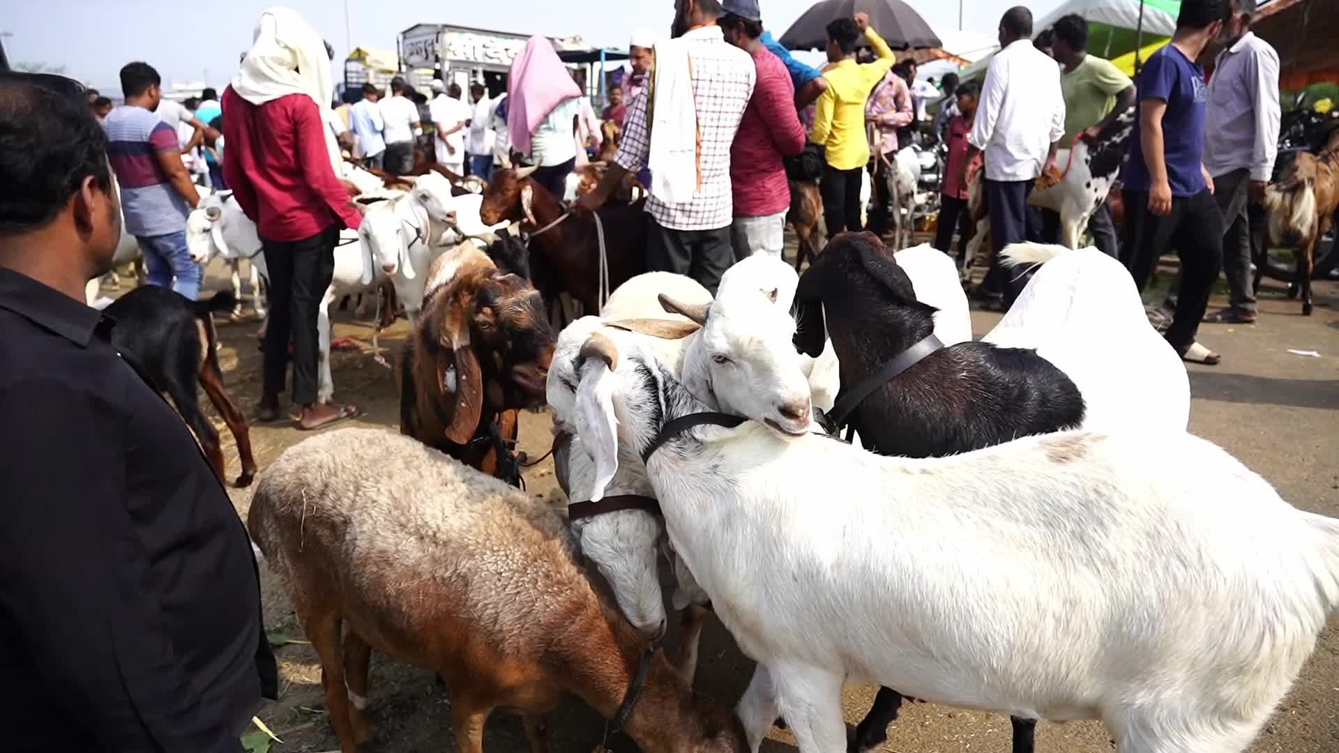 Livestock Market Ahead Eid Al-Adha In India