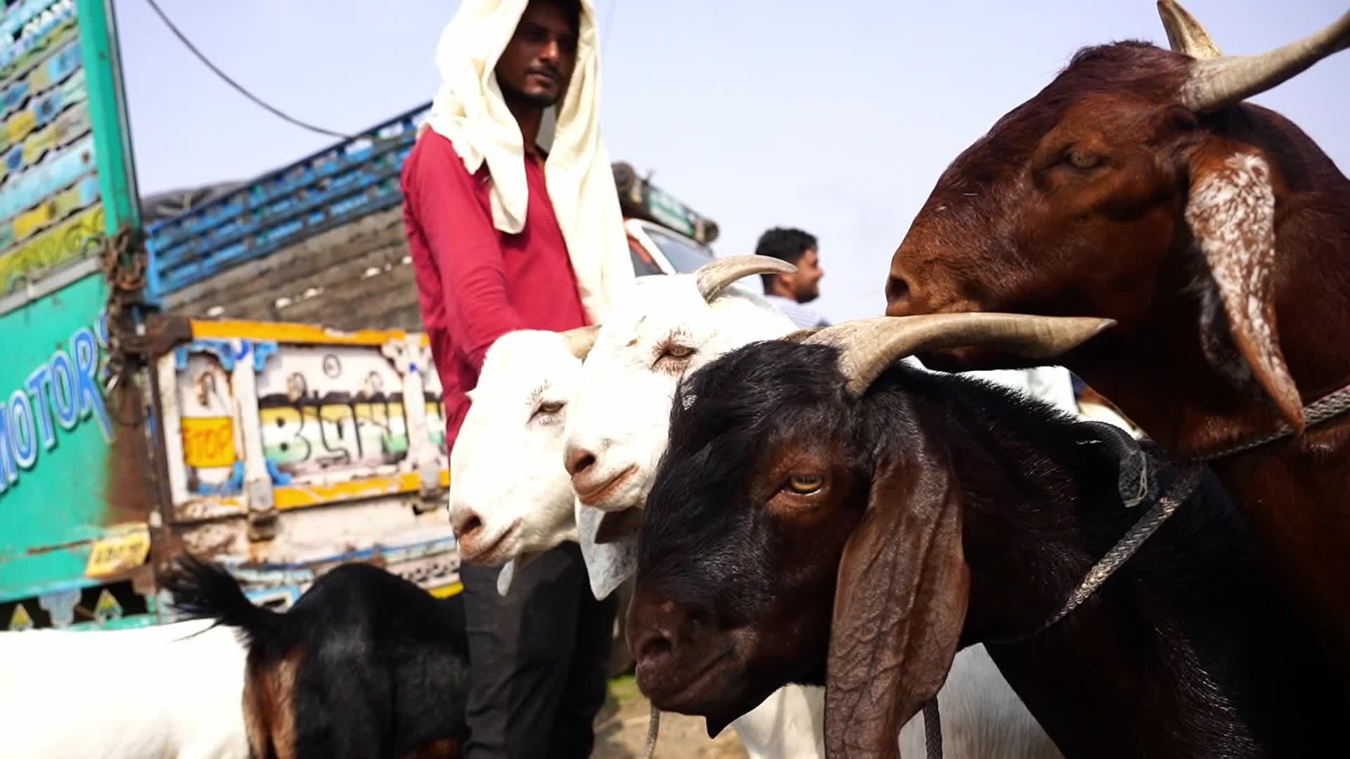 Livestock Market Ahead Eid Al-Adha In India