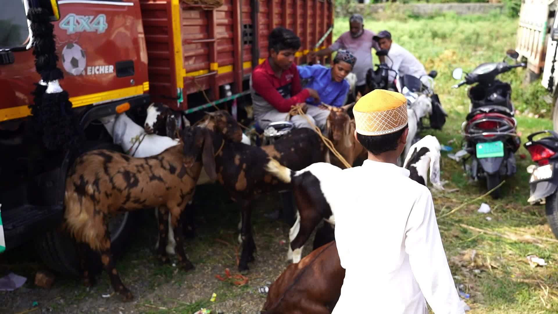 Livestock Market Ahead Eid Al-Adha In India