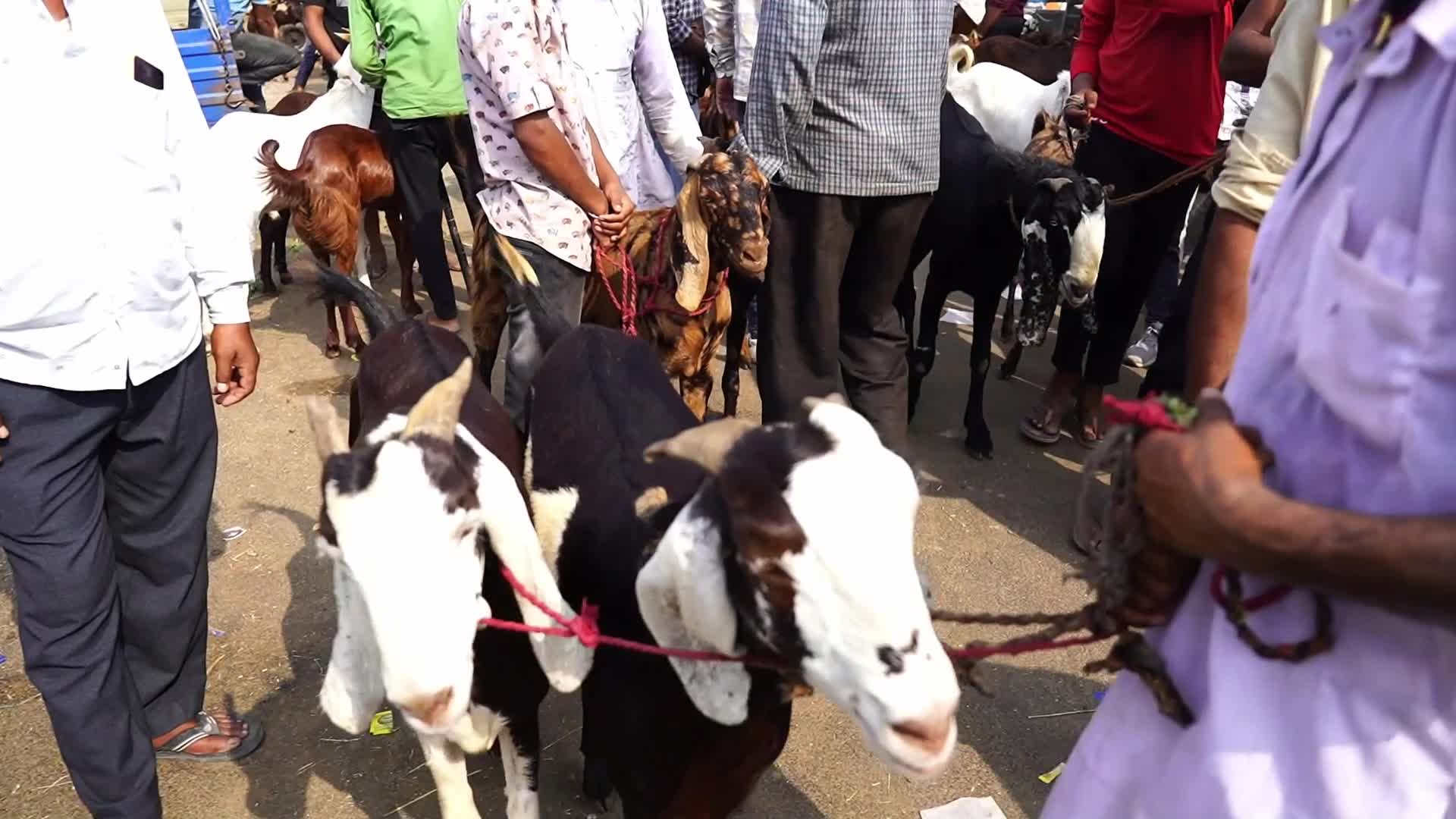 Livestock Market Ahead Eid Al-Adha In India