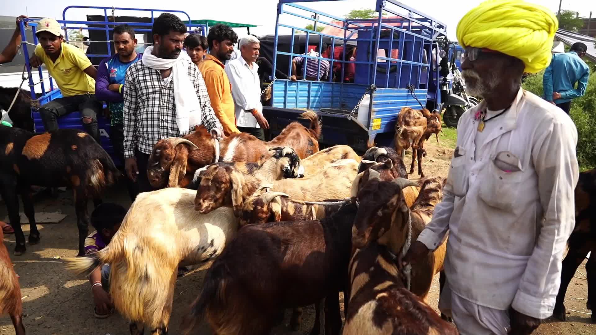 Livestock Market Ahead Eid Al-Adha In India