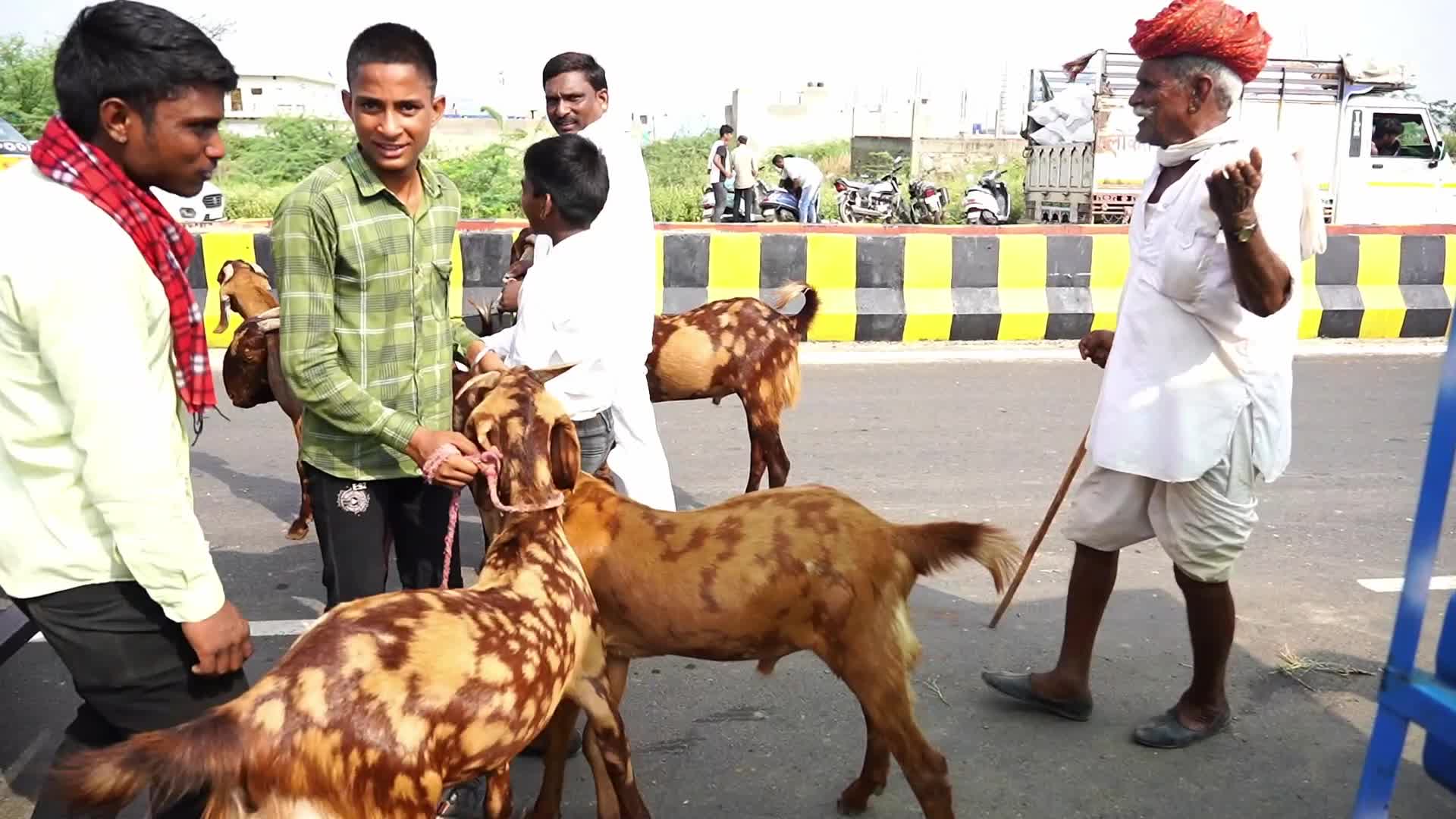 Livestock Market Ahead Eid Al-Adha In India