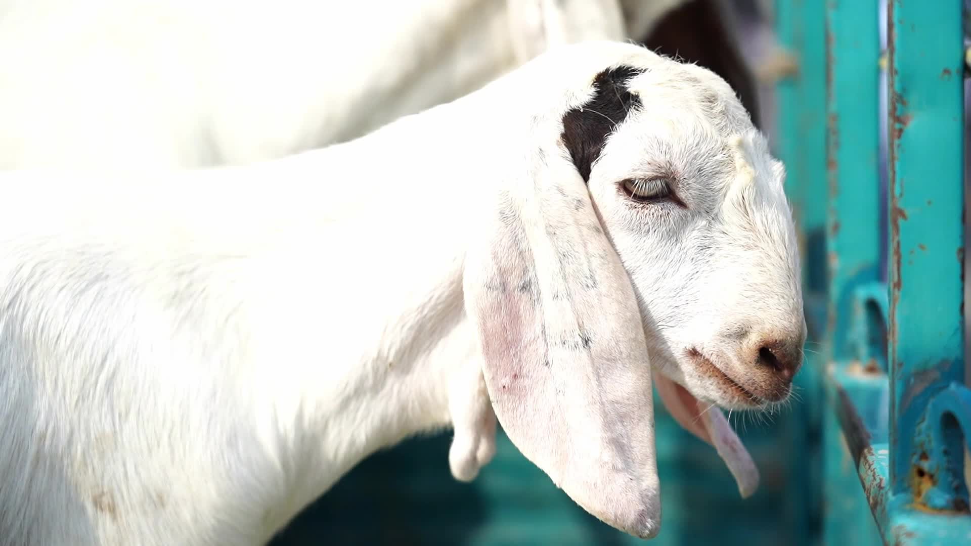 Livestock Market Ahead Eid Al-Adha In India