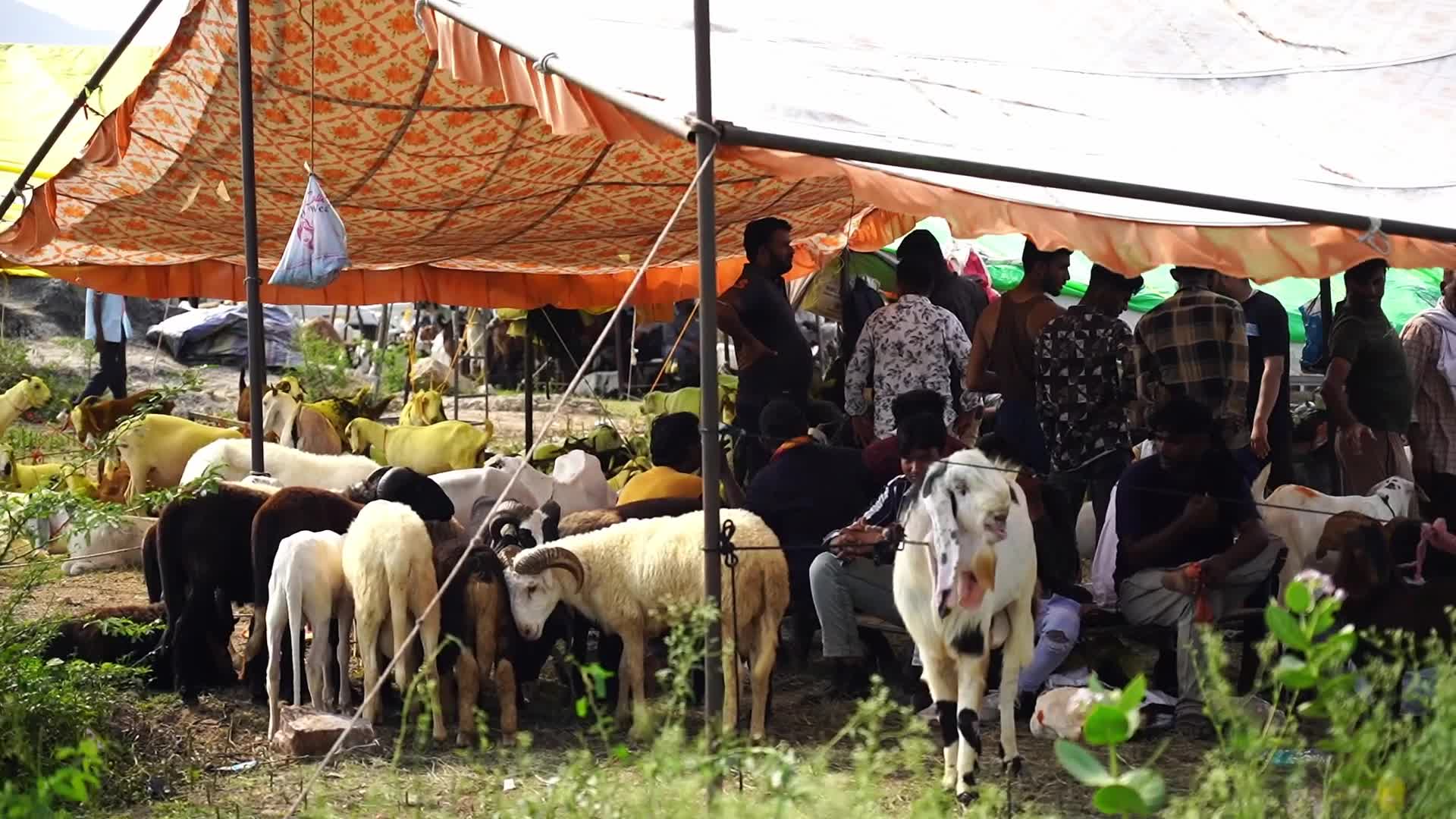 Livestock Market Ahead Eid Al-Adha In India