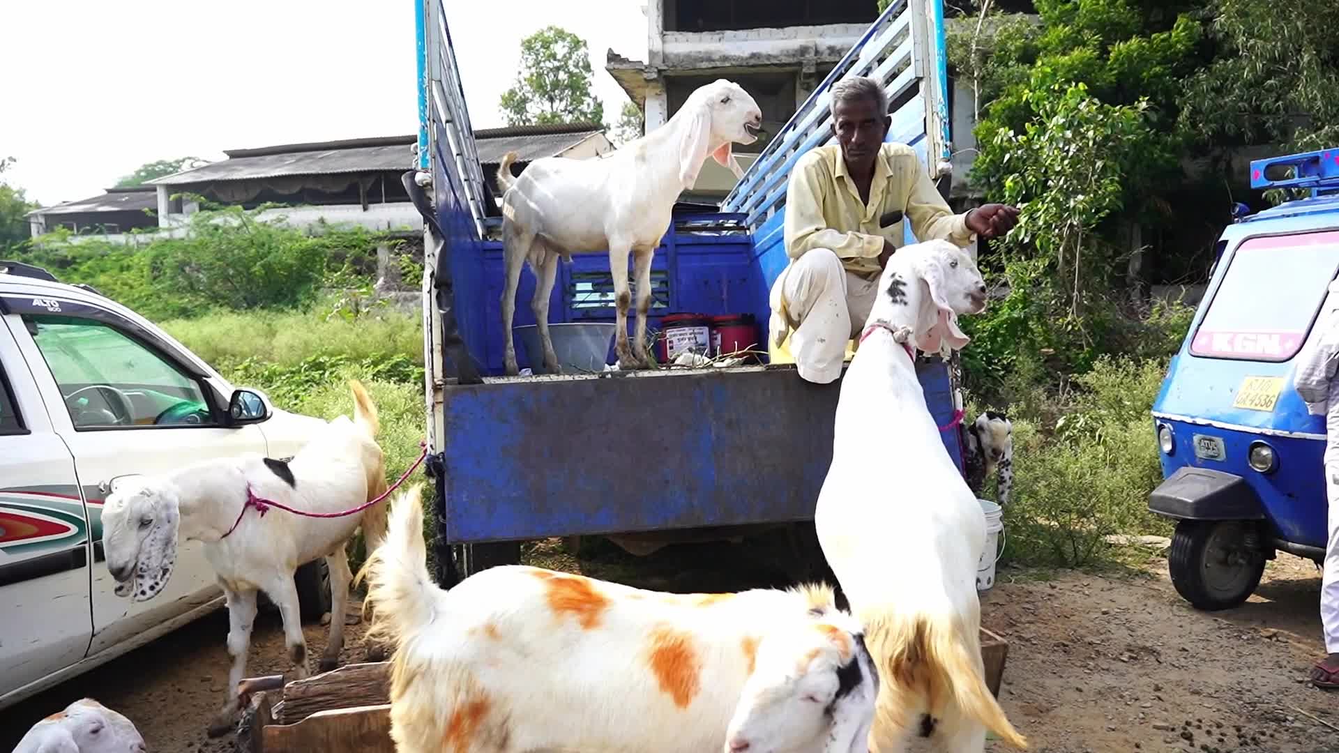Livestock Market Ahead Eid Al-Adha In India