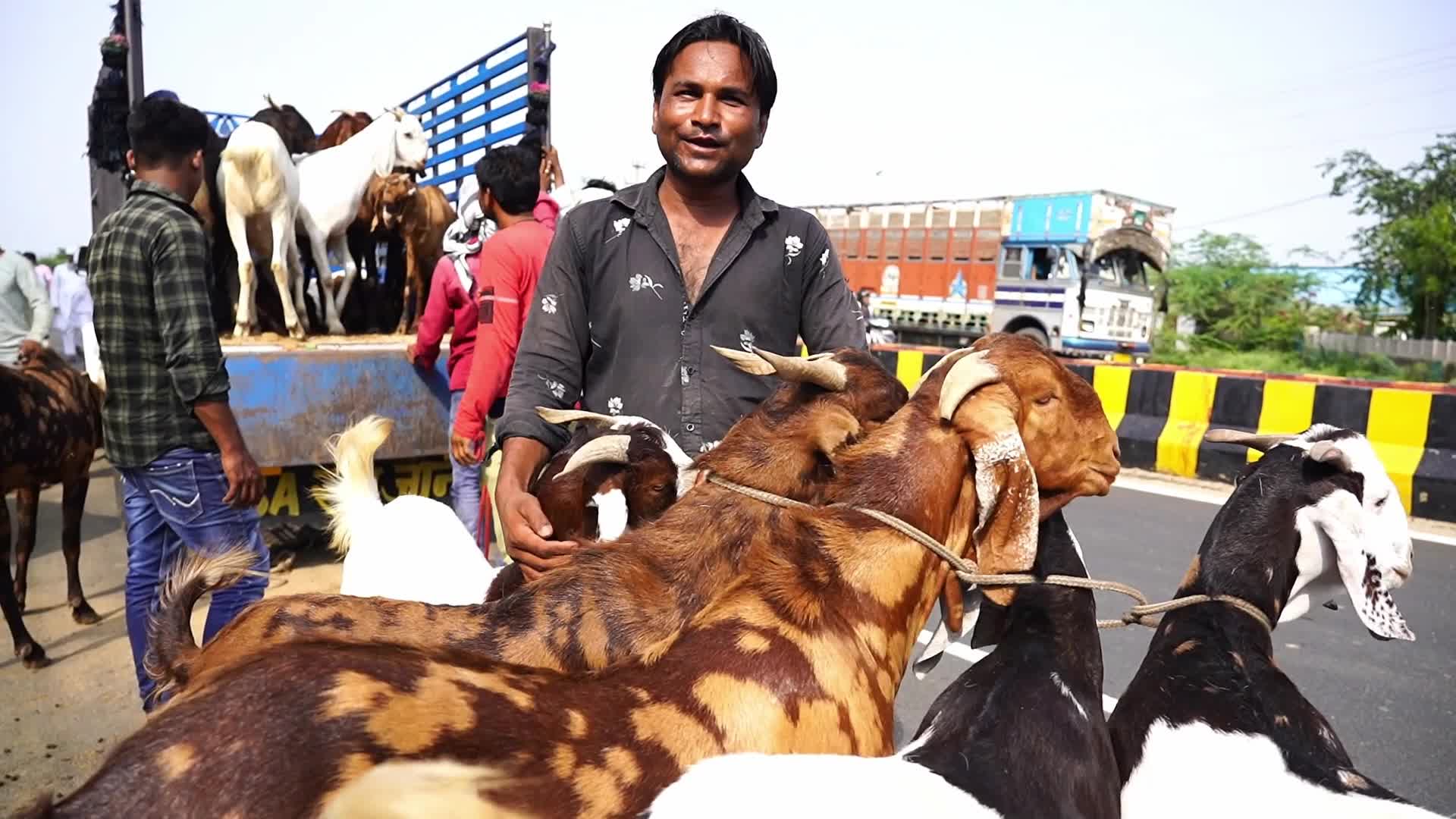 Livestock Market Ahead Eid Al-Adha In India