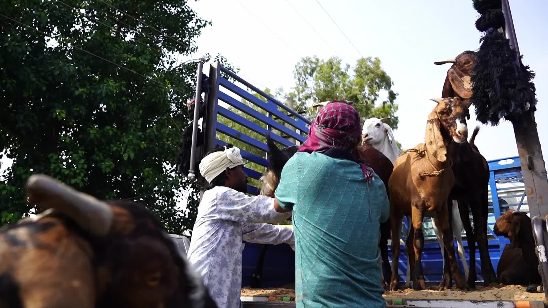 Livestock Market Ahead Eid Al-Adha In India